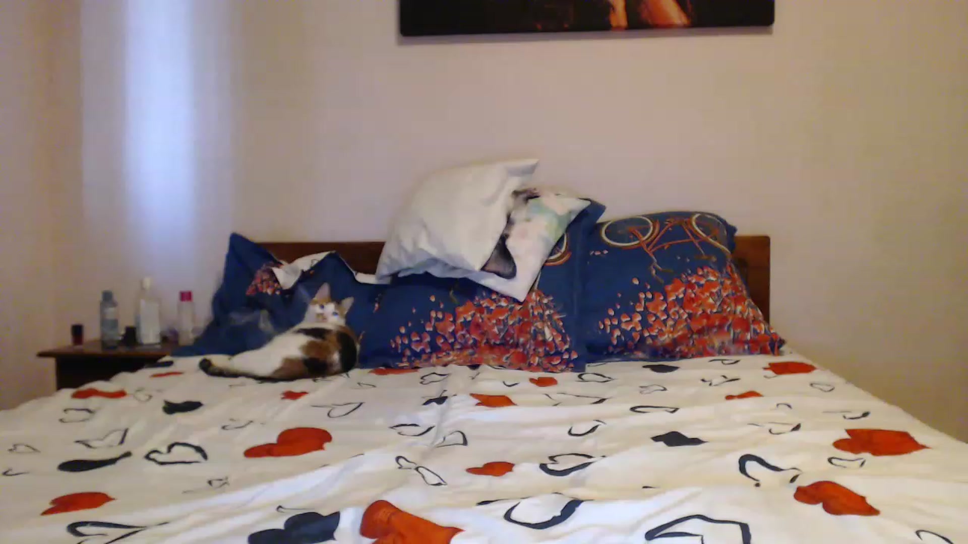 Gallery image thumbnail from Aahh_Emilia's myfreecams stream on, 06/01/2023, 18:11 image 11 of 20