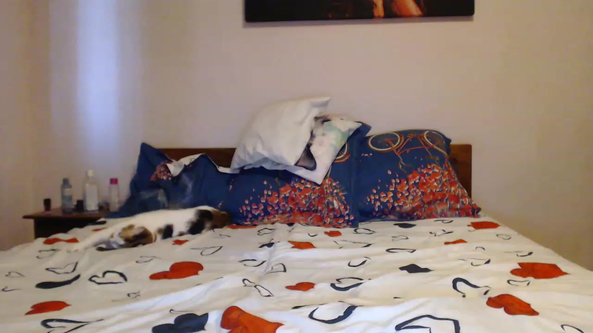 Gallery image thumbnail from Aahh_Emilia's myfreecams stream on, 06/01/2023, 18:11 image 13 of 20