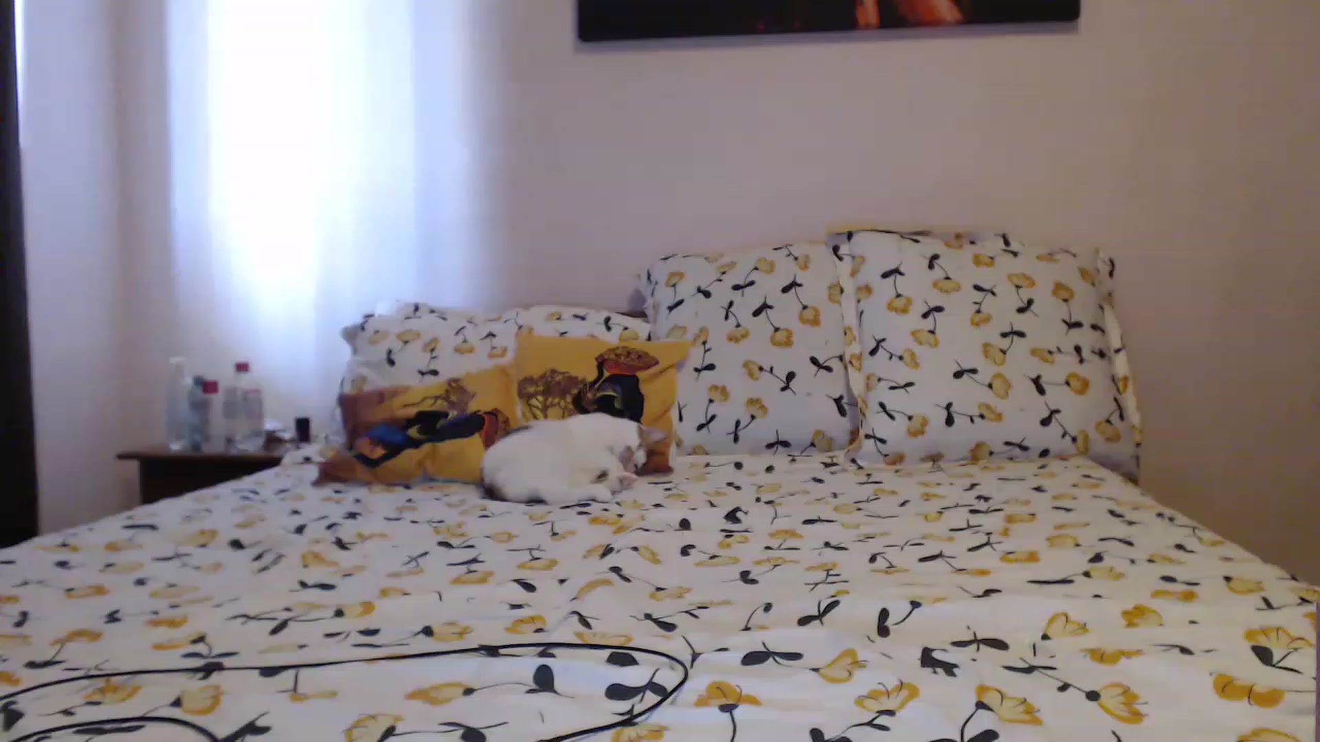 Gallery image thumbnail from Aahh_Emilia's myfreecams stream on, 06/08/2023, 15:01 image 13 of 20