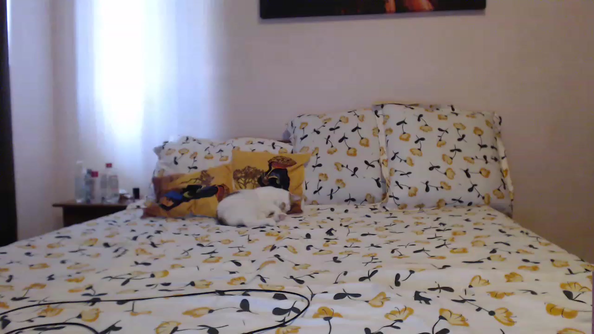 Gallery image thumbnail from Aahh_Emilia's myfreecams stream on, 06/08/2023, 15:01 image 14 of 20