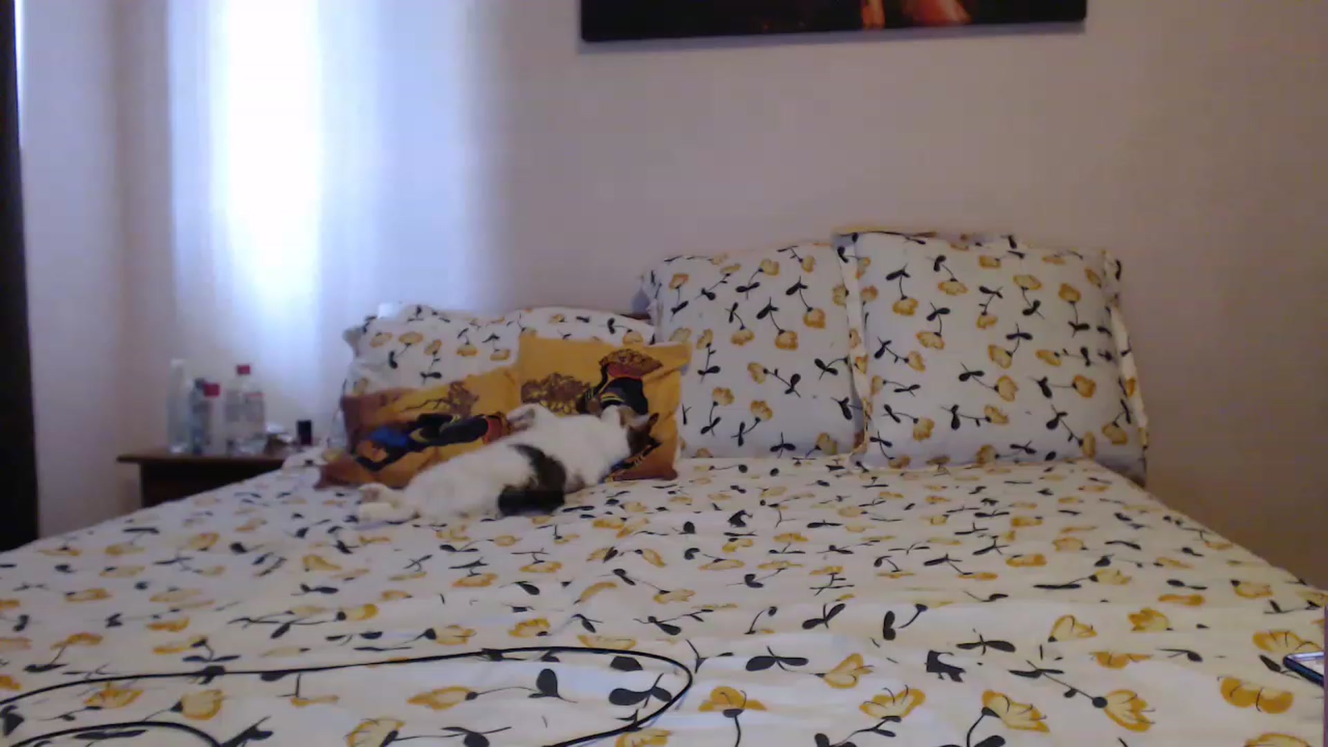 Gallery image thumbnail from Aahh_Emilia's myfreecams stream on, 06/08/2023, 15:01 image 16 of 20