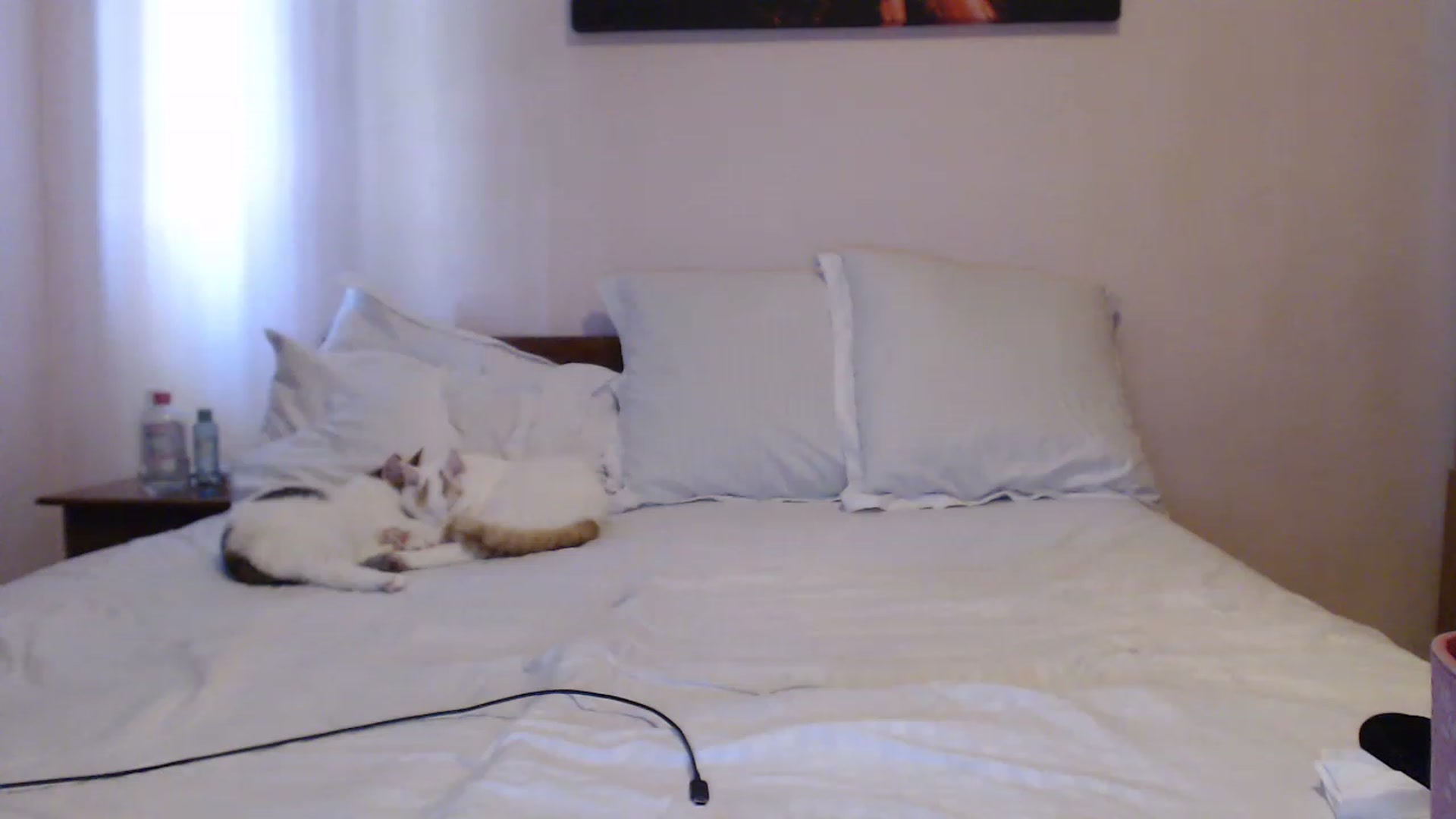 Gallery image thumbnail from Aahh_Emilia's myfreecams stream on, 06/14/2023, 14:45 image 11 of 20