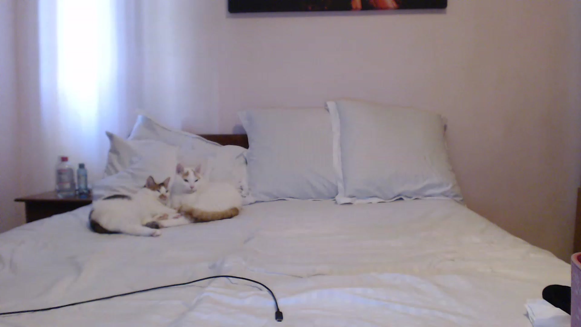 Gallery image thumbnail from Aahh_Emilia's myfreecams stream on, 06/14/2023, 14:45 image 10 of 20