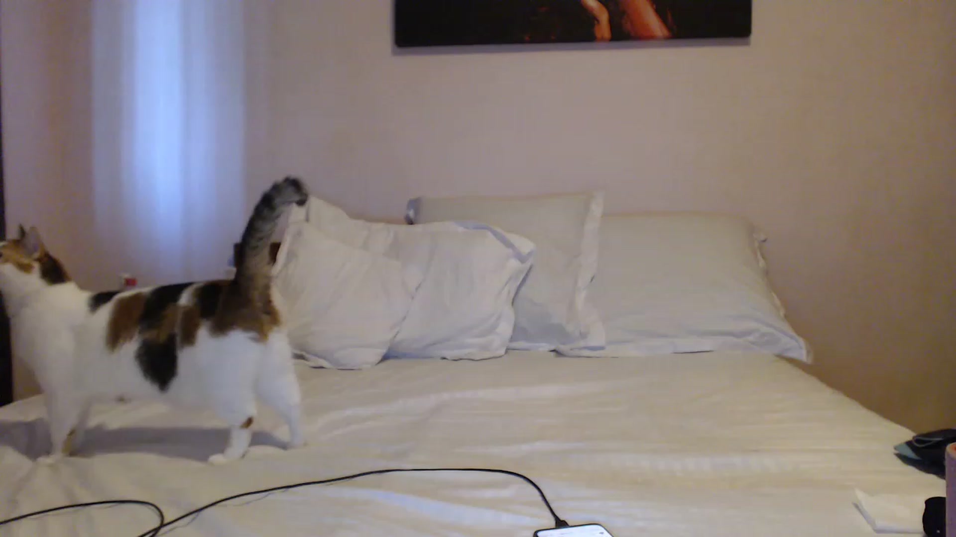 Gallery image thumbnail from Aahh_Emilia's myfreecams stream on, 06/14/2023, 17:34 image 6 of 20