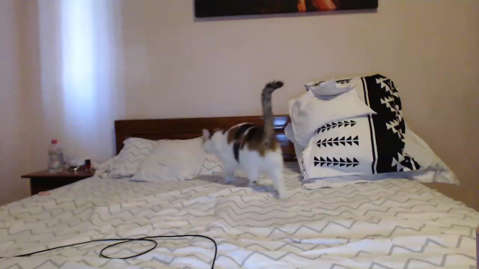Gallery image thumbnail from Aahh_Emilia's myfreecams stream on, 06/29/2023, 17:21 image 19 of 20