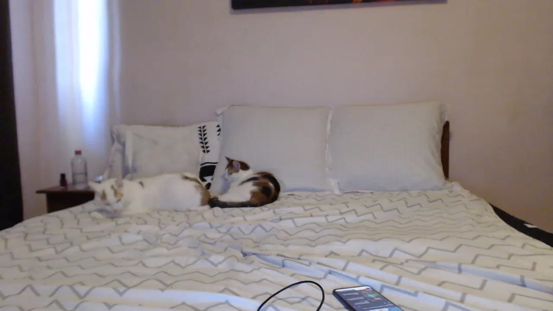 Gallery image thumbnail from Aahh_Emilia's myfreecams stream on, 07/04/2023, 15:01 image 15 of 20