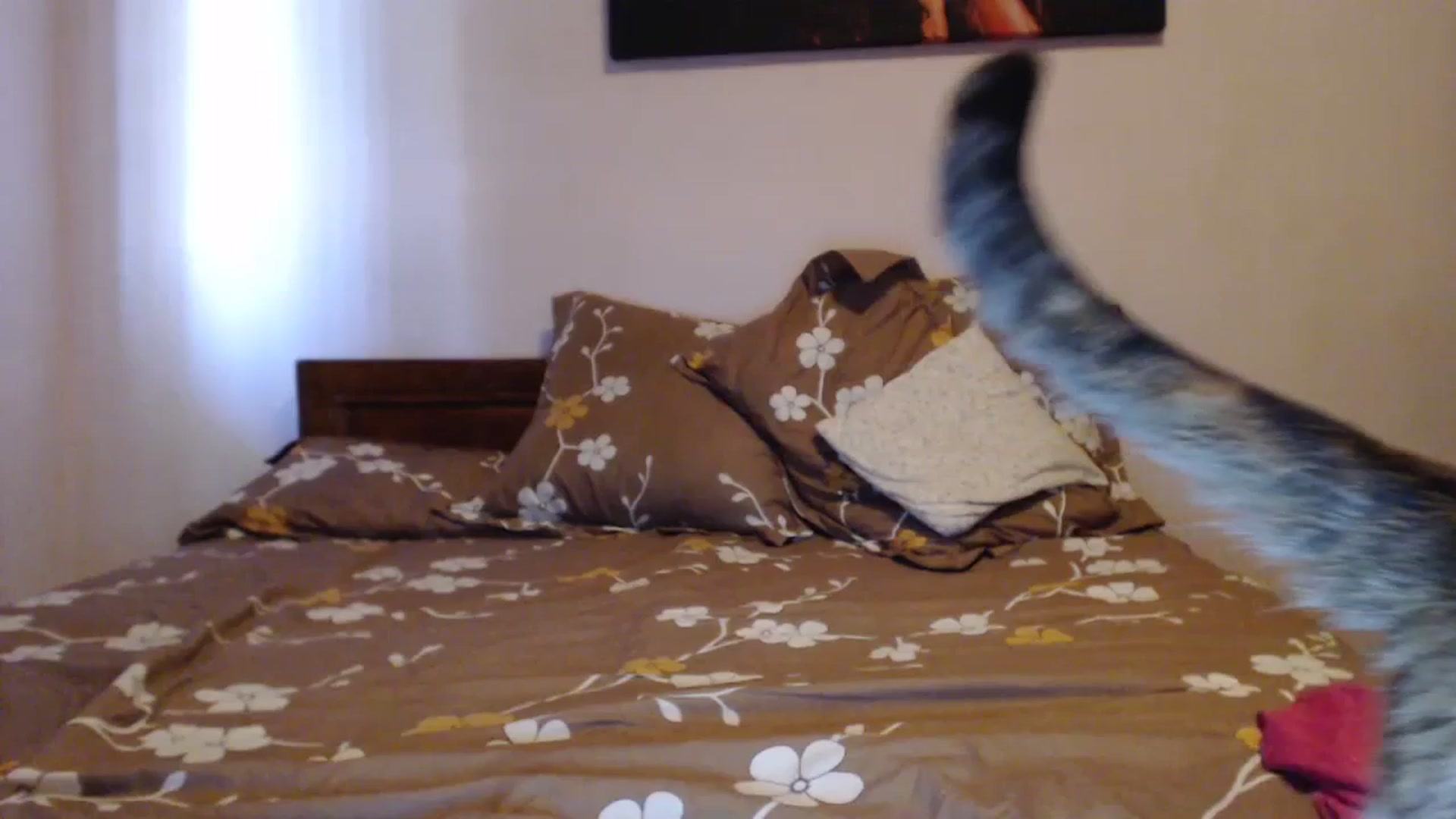 Gallery image thumbnail from Aahh_Emilia's myfreecams stream on, 07/12/2023, 17:11 image 13 of 20