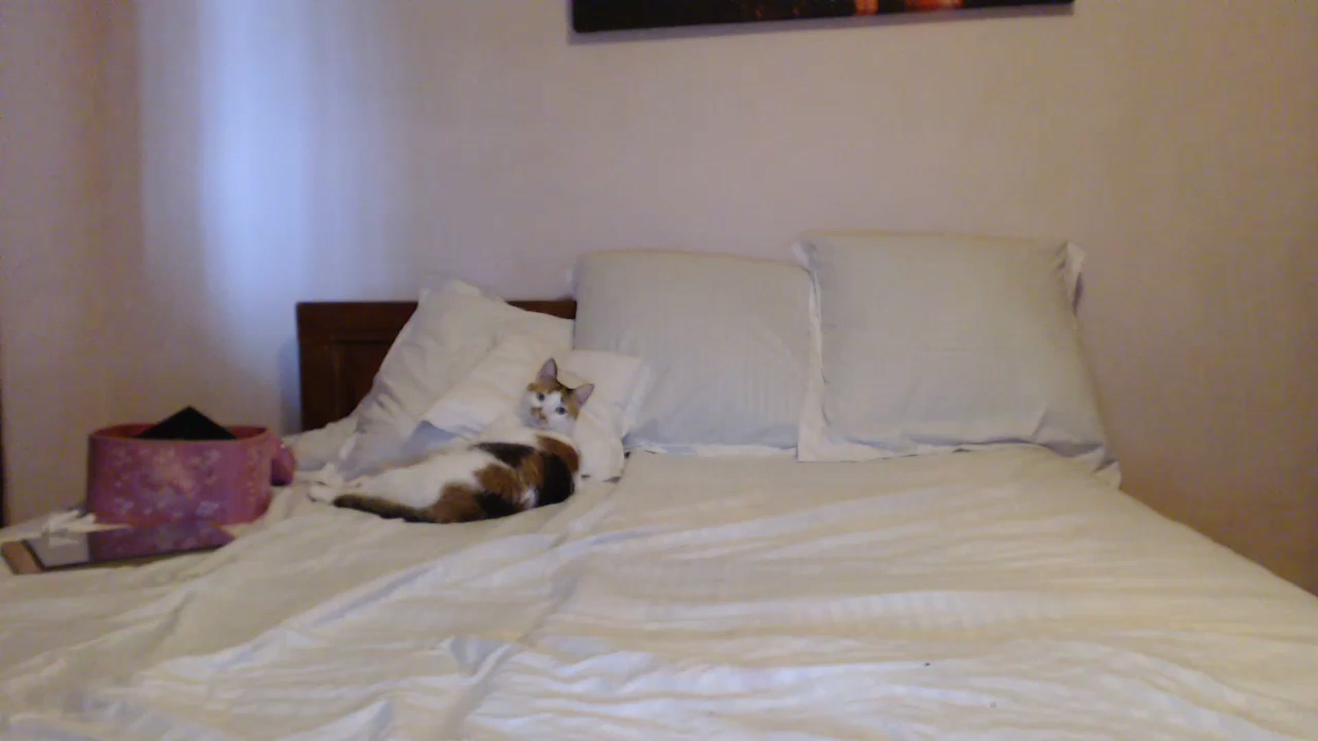 Gallery image thumbnail from Aahh_Emilia's myfreecams stream on, 07/20/2023, 17:17 image 20 of 20