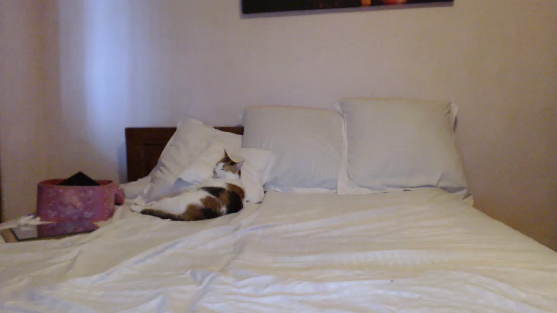 Gallery image thumbnail from Aahh_Emilia's myfreecams stream on, 07/20/2023, 17:17 image 19 of 20