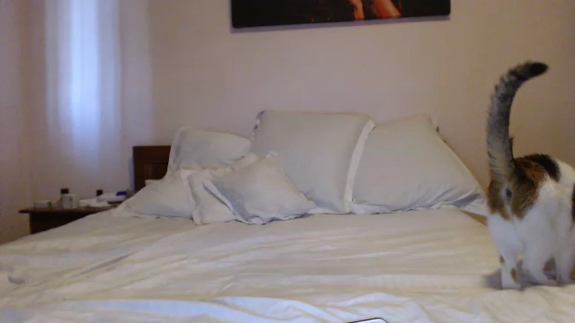 Gallery image thumbnail from Aahh_Emilia's myfreecams stream on, 08/05/2023, 17:20 image 13 of 20