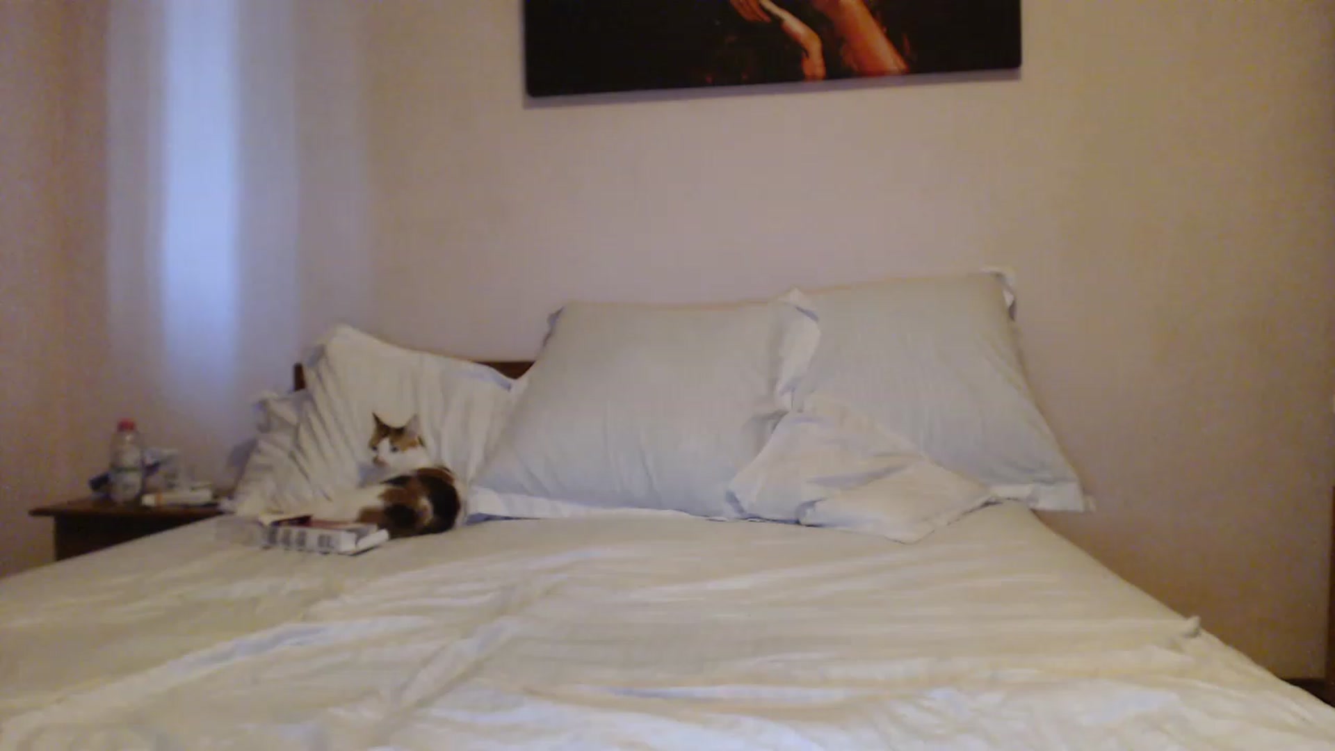 Gallery image thumbnail from Aahh_Emilia's myfreecams stream on, 08/09/2023, 17:12 image 18 of 20