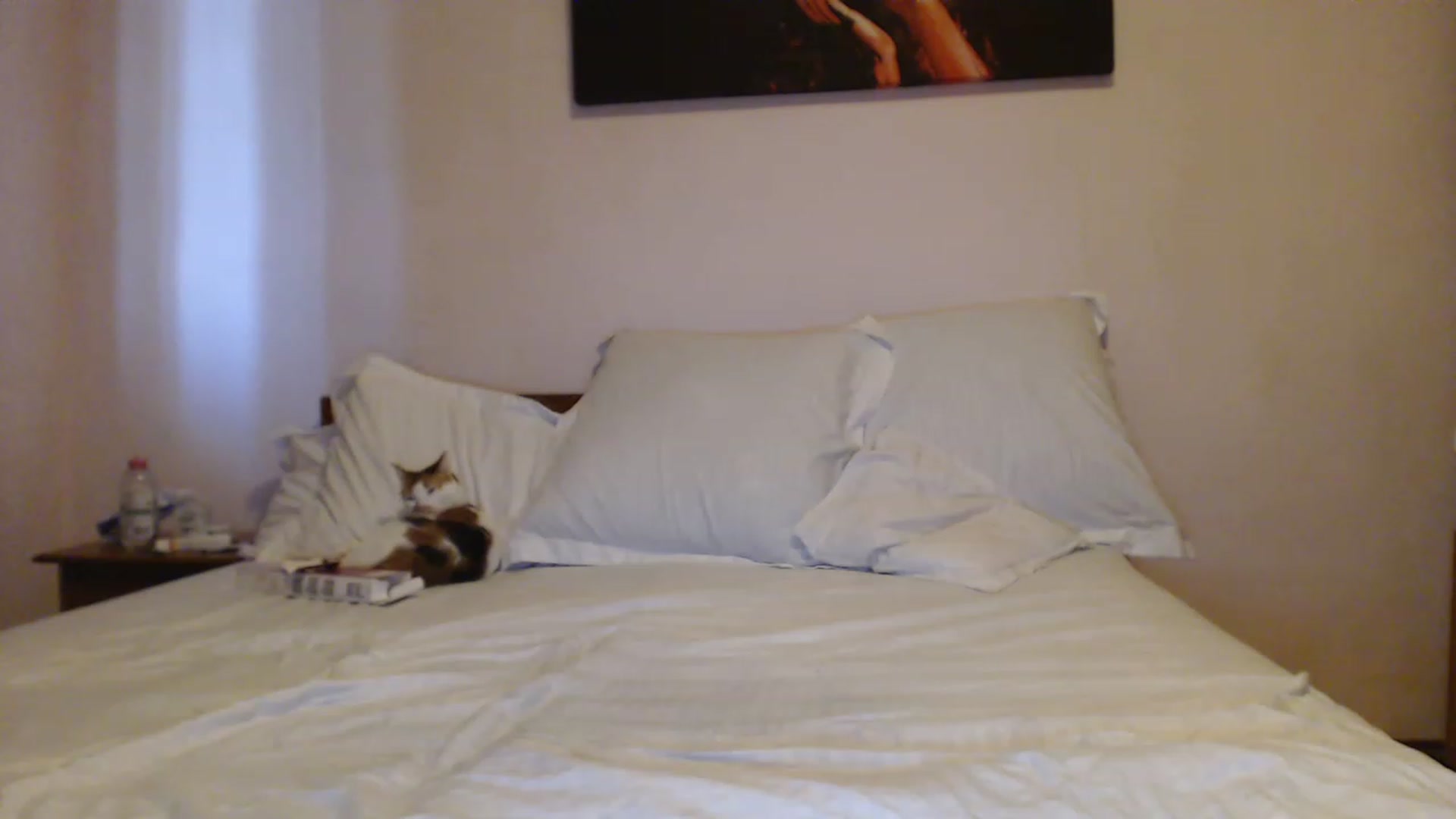 Gallery image thumbnail from Aahh_Emilia's myfreecams stream on, 08/09/2023, 17:12 image 9 of 20