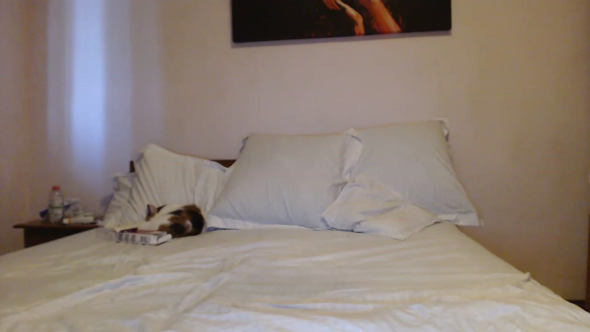 Gallery image thumbnail from Aahh_Emilia's myfreecams stream on, 08/09/2023, 17:12 image 15 of 20