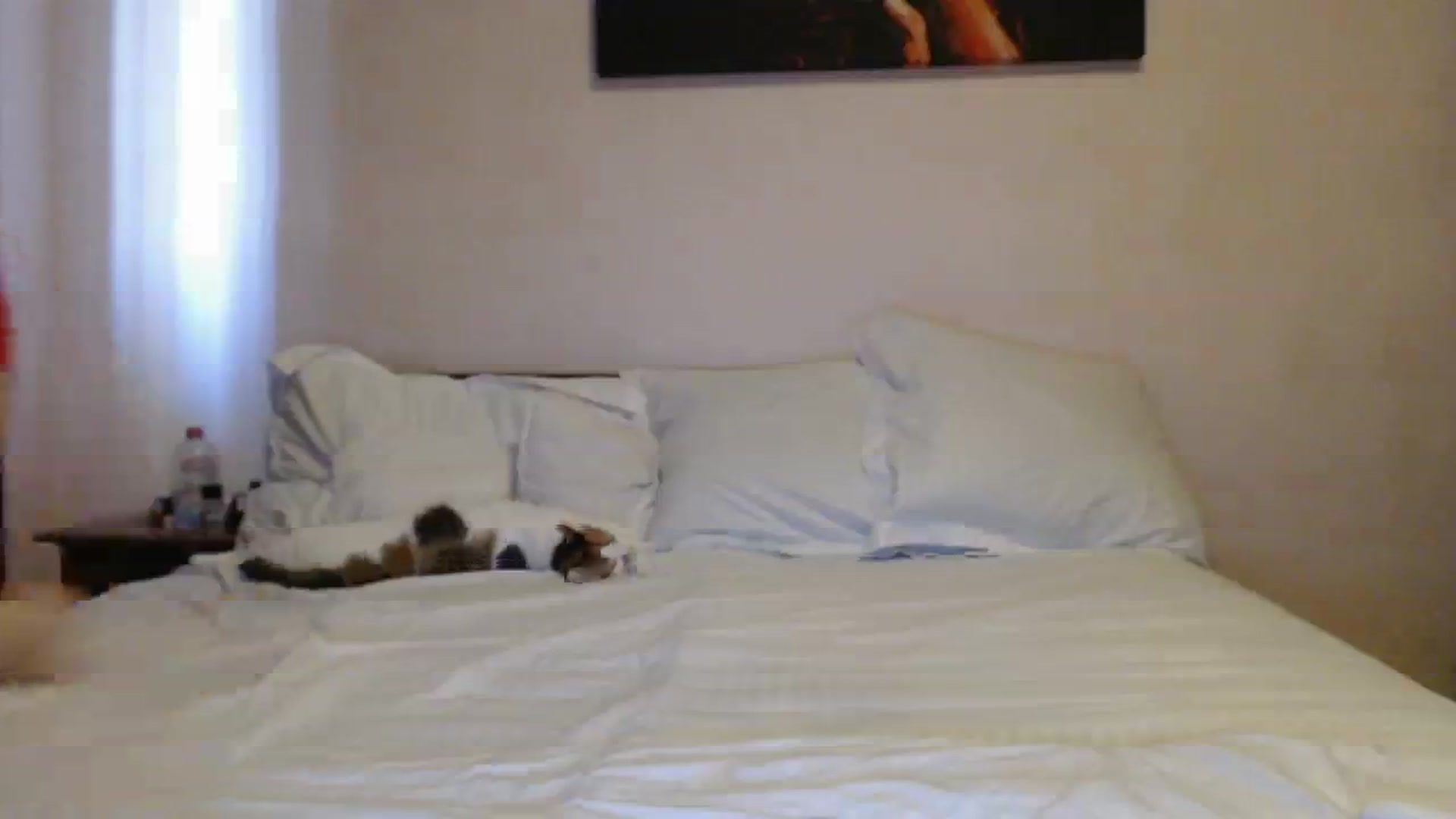Gallery image thumbnail from Aahh_Emilia's myfreecams stream on, 09/25/2023, 15:38 image 4 of 20