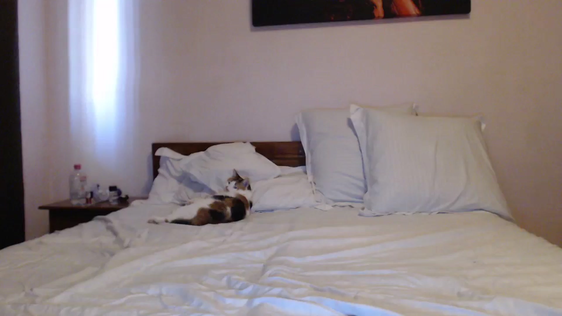 Gallery image thumbnail from Aahh_Emilia's myfreecams stream on, 09/28/2023, 15:23 image 4 of 20
