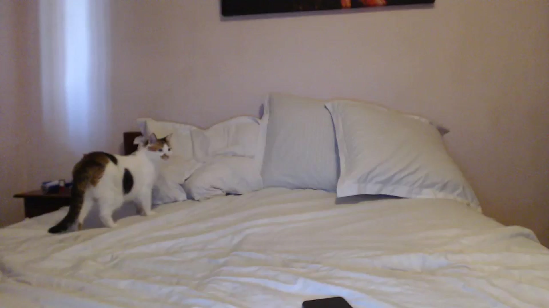Gallery image thumbnail from Aahh_Emilia's myfreecams stream on, 09/29/2023, 15:28 image 17 of 20