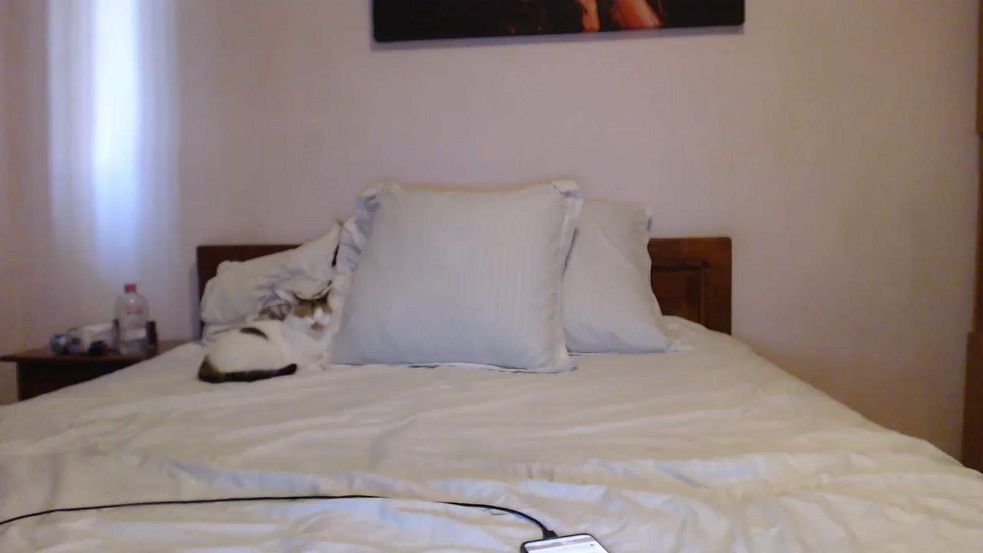 Gallery image thumbnail from Aahh_Emilia's myfreecams stream on, 09/30/2023, 15:11 image 19 of 20
