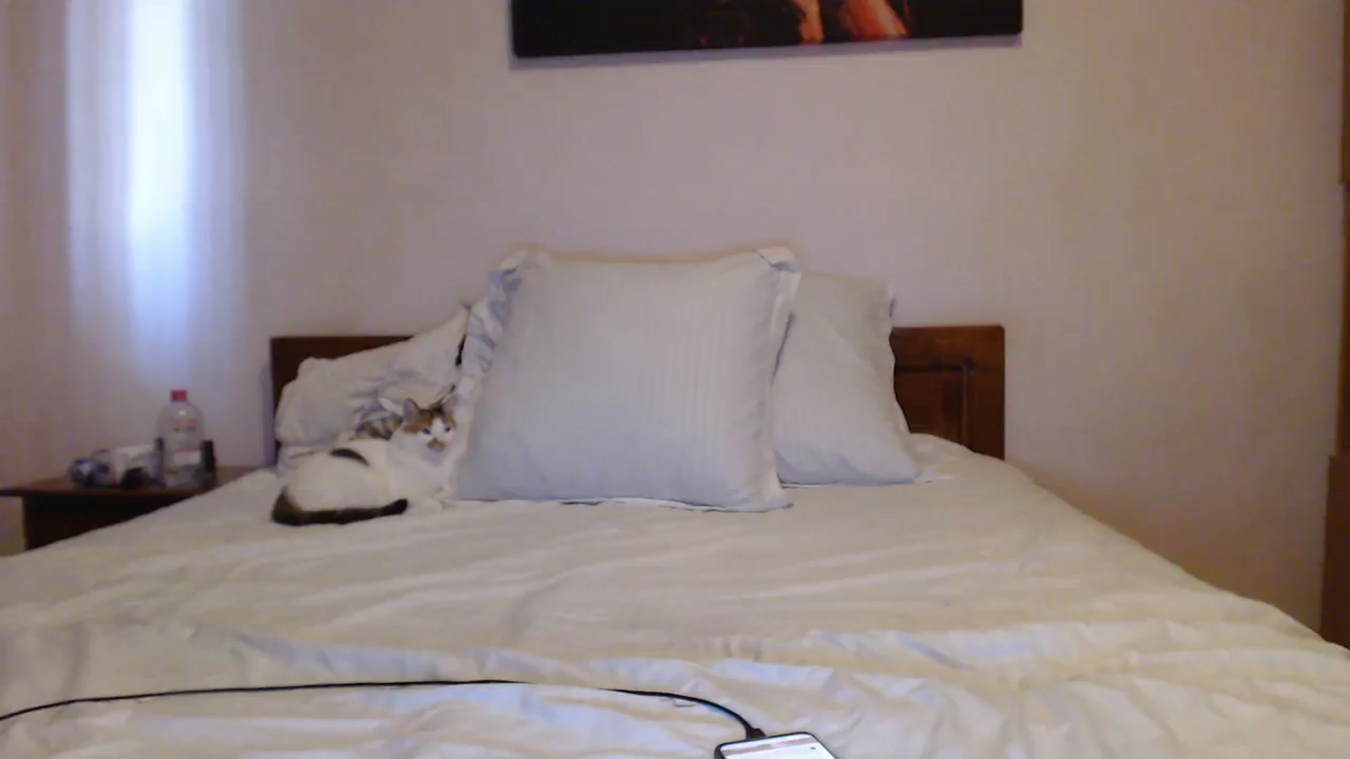 Gallery image thumbnail from Aahh_Emilia's myfreecams stream on, 09/30/2023, 15:11 image 18 of 20