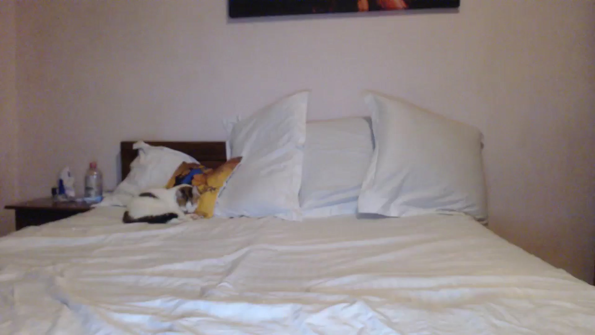 Gallery image thumbnail from Aahh_Emilia's myfreecams stream on, 10/15/2023, 17:07 image 8 of 20