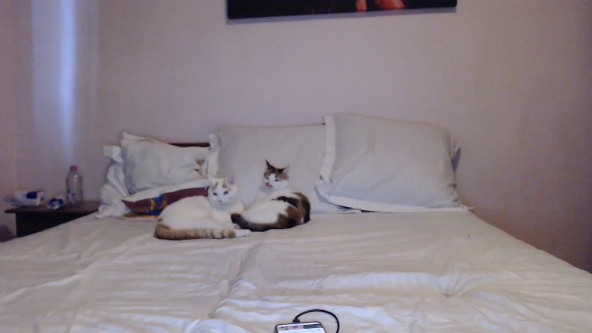 Gallery image thumbnail from Aahh_Emilia's myfreecams stream on, 10/19/2023, 15:09 image 9 of 20
