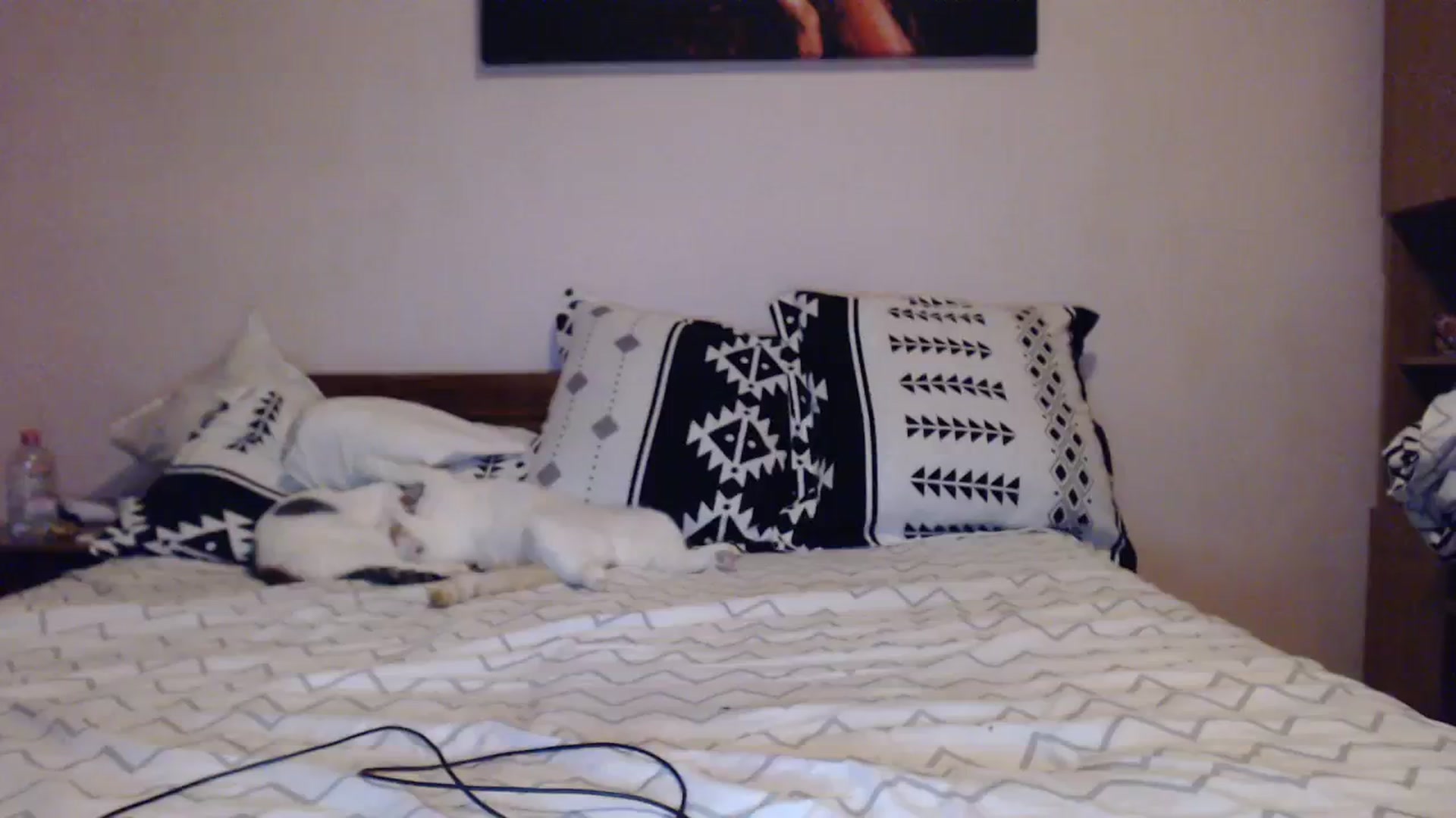 Gallery image thumbnail from Aahh_Emilia's myfreecams stream on, 10/28/2023, 15:45 image 16 of 20