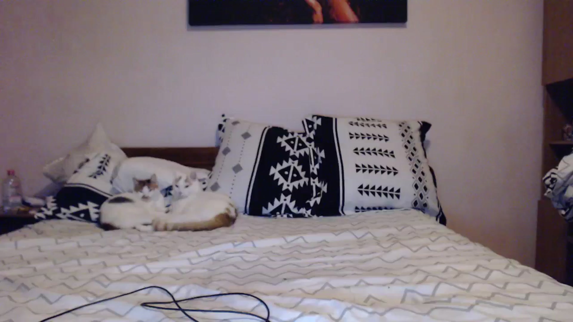 Gallery image thumbnail from Aahh_Emilia's myfreecams stream on, 10/28/2023, 15:45 image 14 of 20