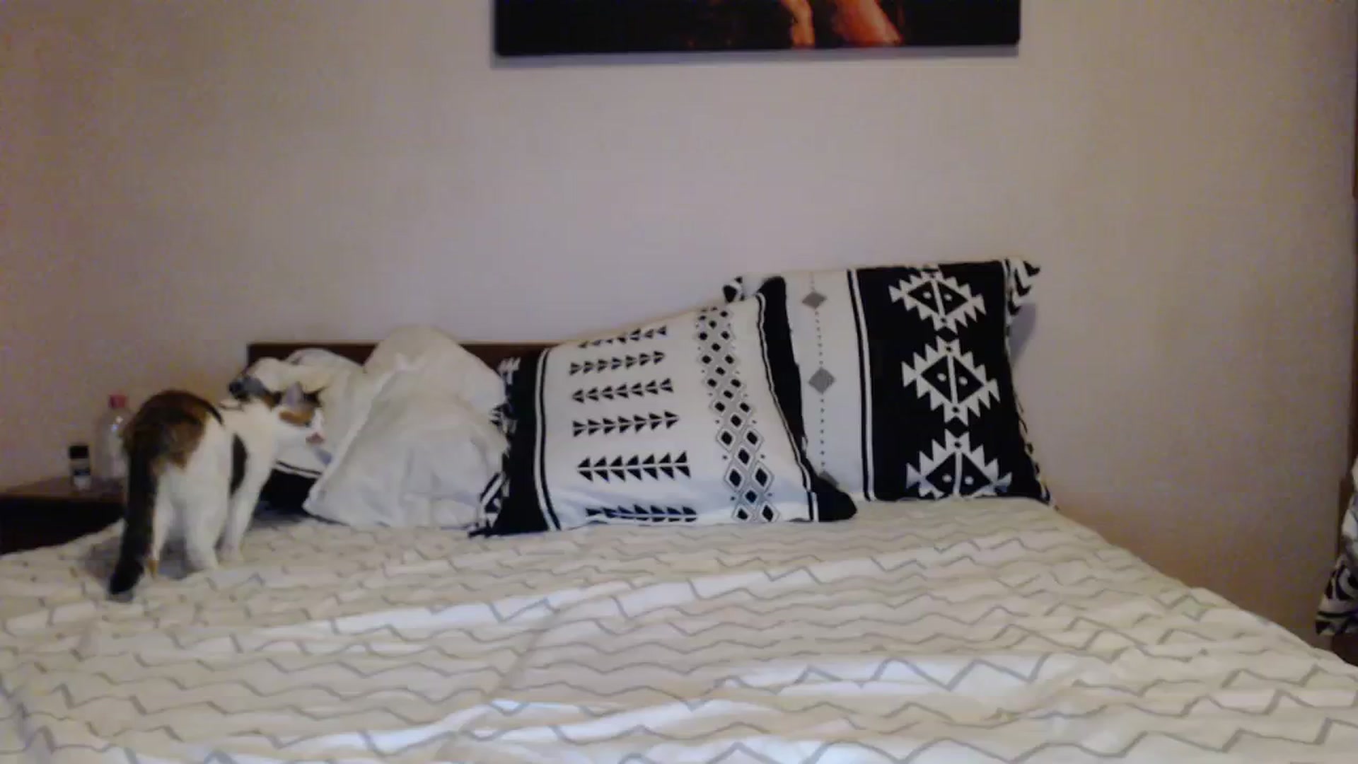 Gallery image thumbnail from Aahh_Emilia's myfreecams stream on, 10/31/2023, 15:57 image 9 of 20