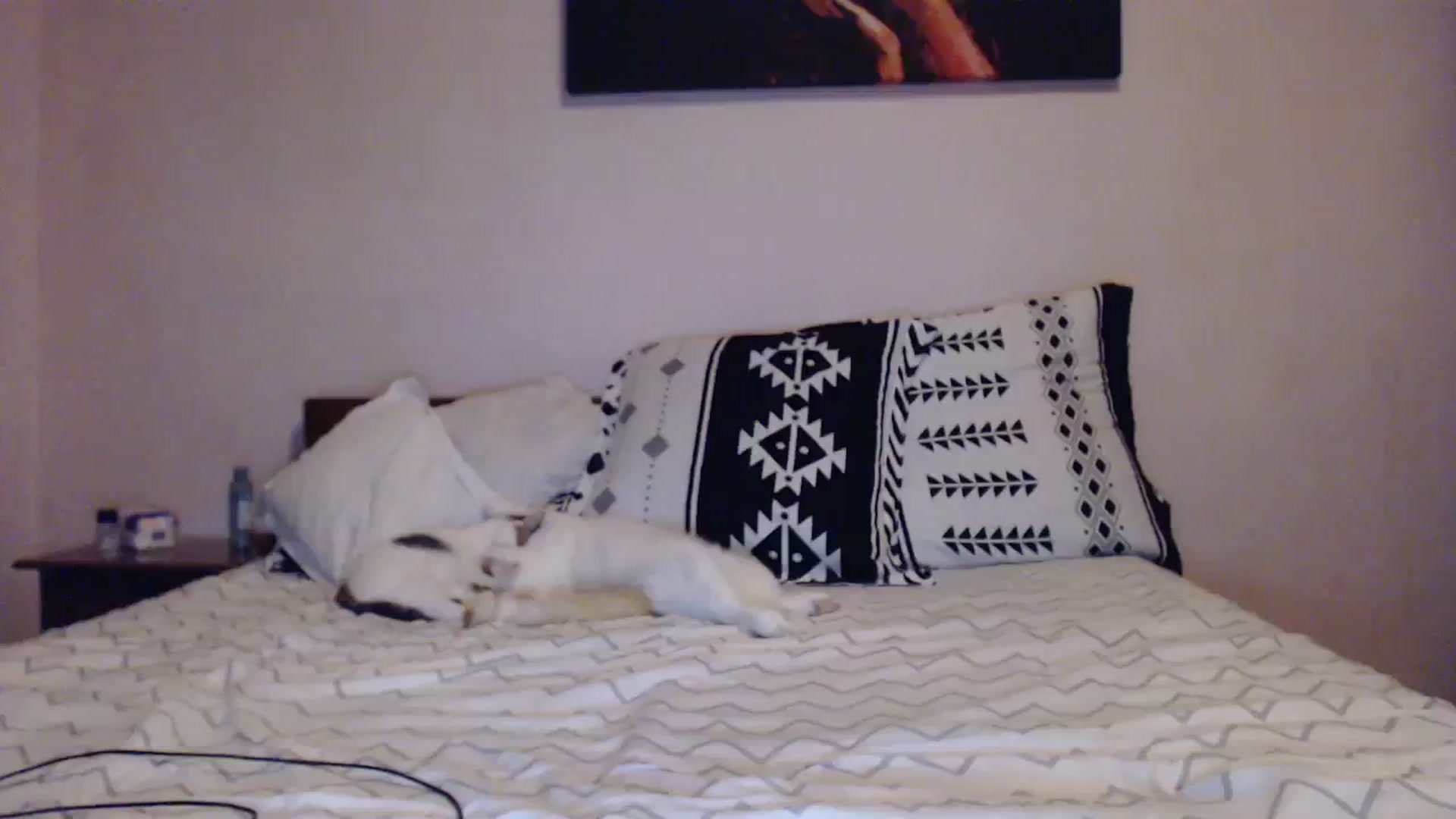 Gallery image thumbnail from Aahh_Emilia's myfreecams stream on, 11/02/2023, 15:26 image 18 of 20