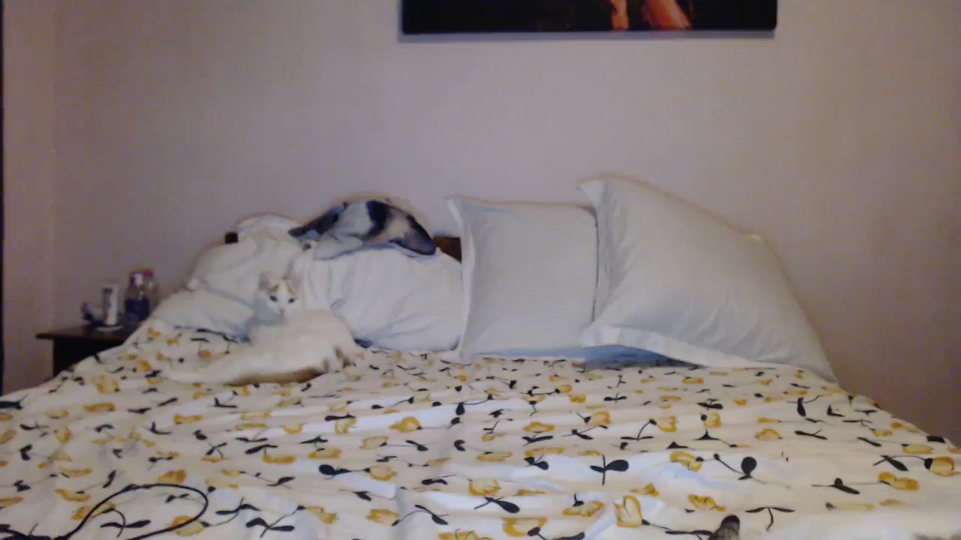 Gallery image thumbnail from Aahh_Emilia's myfreecams stream on, 11/14/2023, 17:10 image 9 of 20