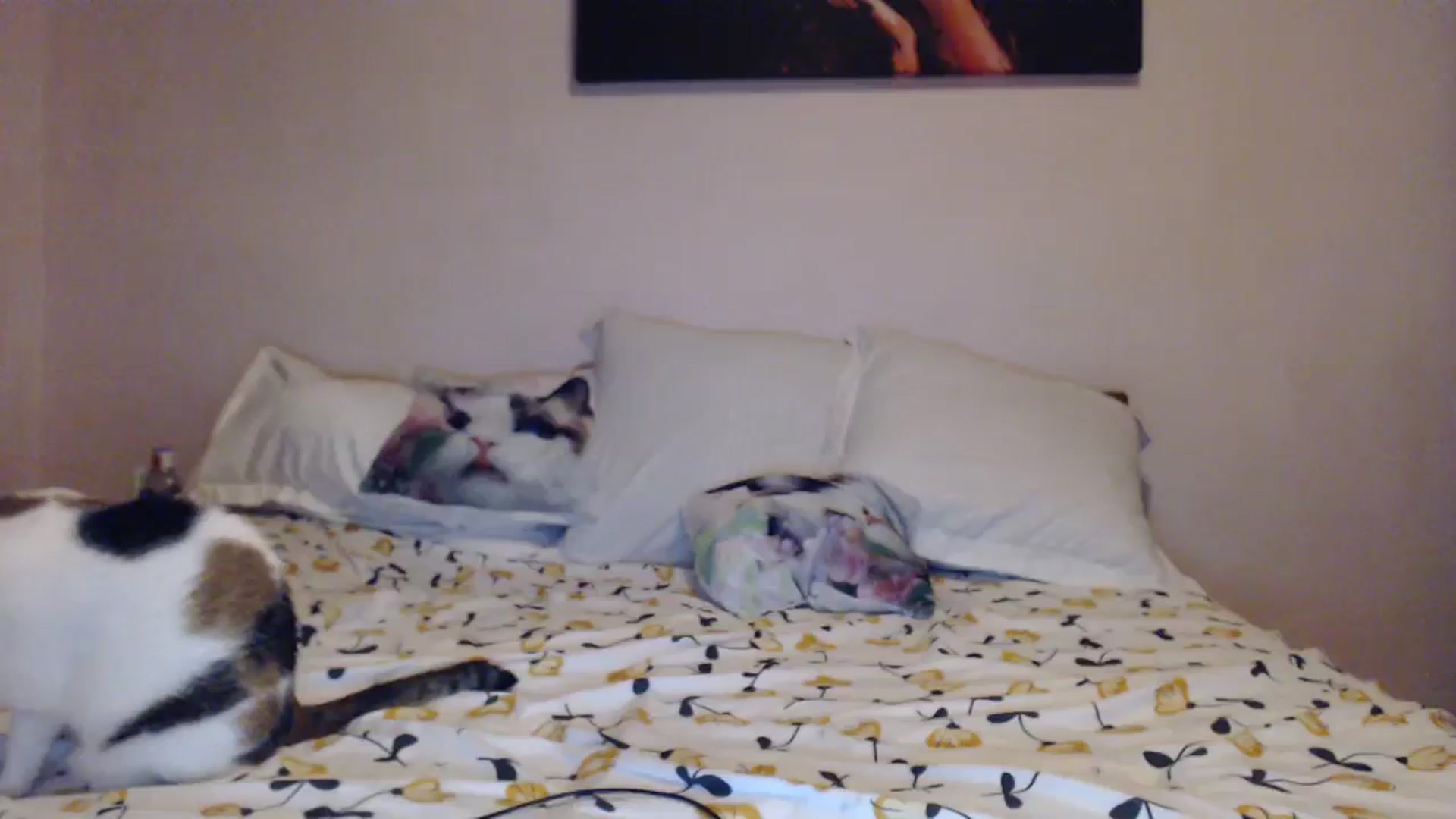 Gallery image thumbnail from Aahh_Emilia's myfreecams stream on, 11/15/2023, 16:20 image 13 of 20