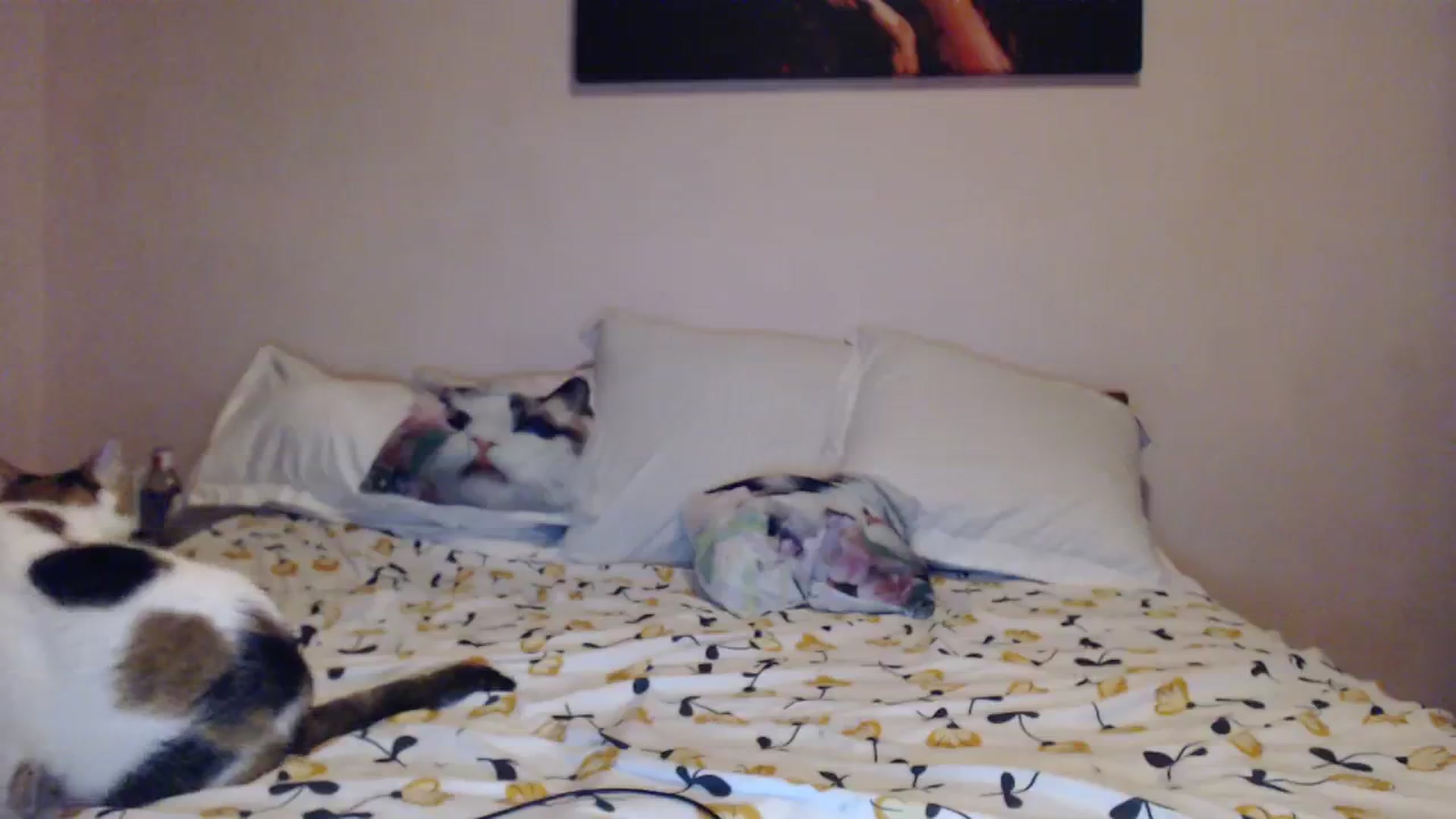 Gallery image thumbnail from Aahh_Emilia's myfreecams stream on, 11/15/2023, 16:20 image 14 of 20