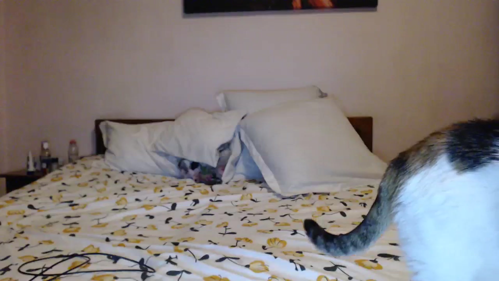 Gallery image thumbnail from Aahh_Emilia's myfreecams stream on, 11/17/2023, 18:24 image 14 of 20