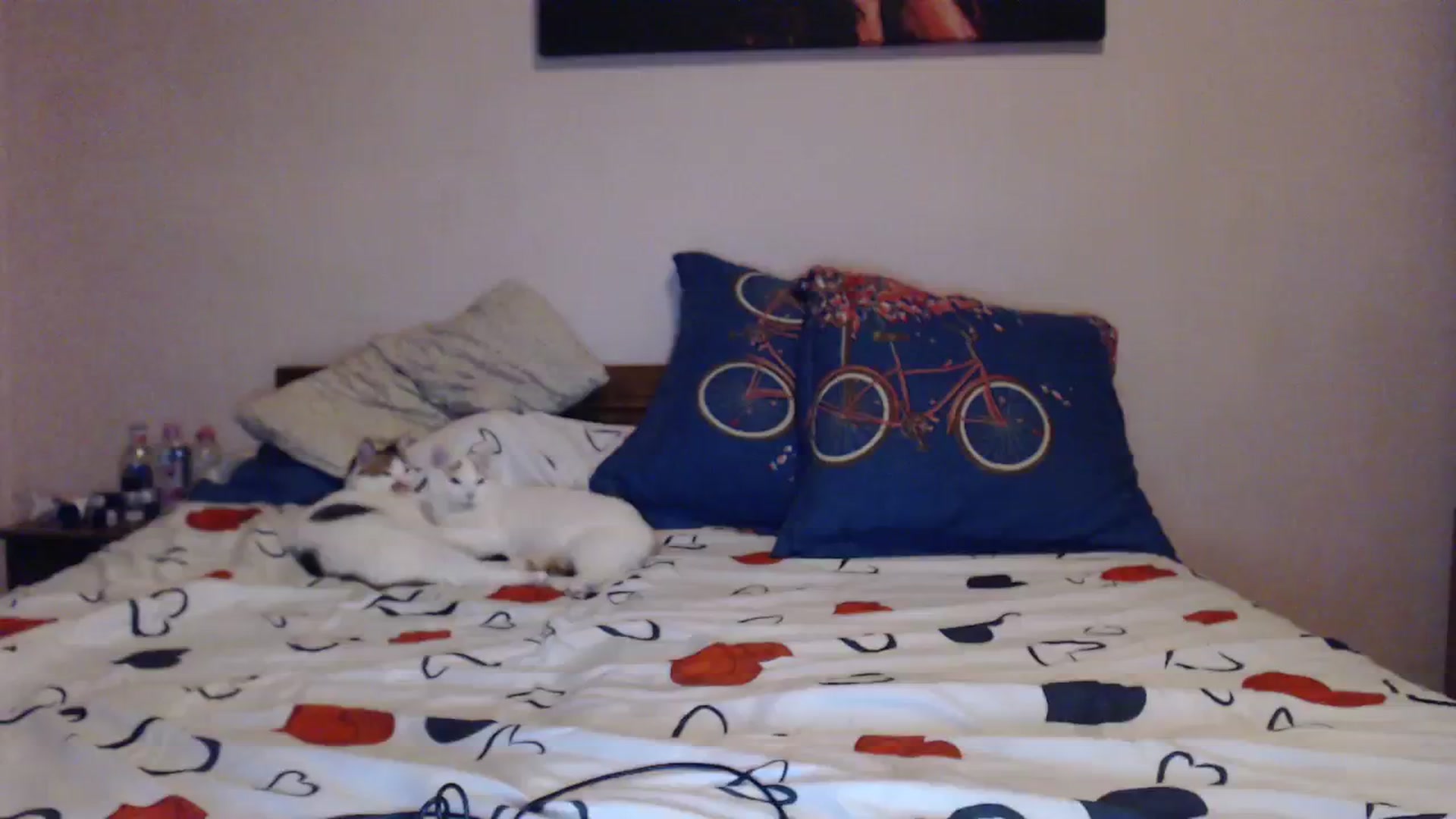 Gallery image thumbnail from Aahh_Emilia's myfreecams stream on, 11/25/2023, 16:23 image 1 of 20