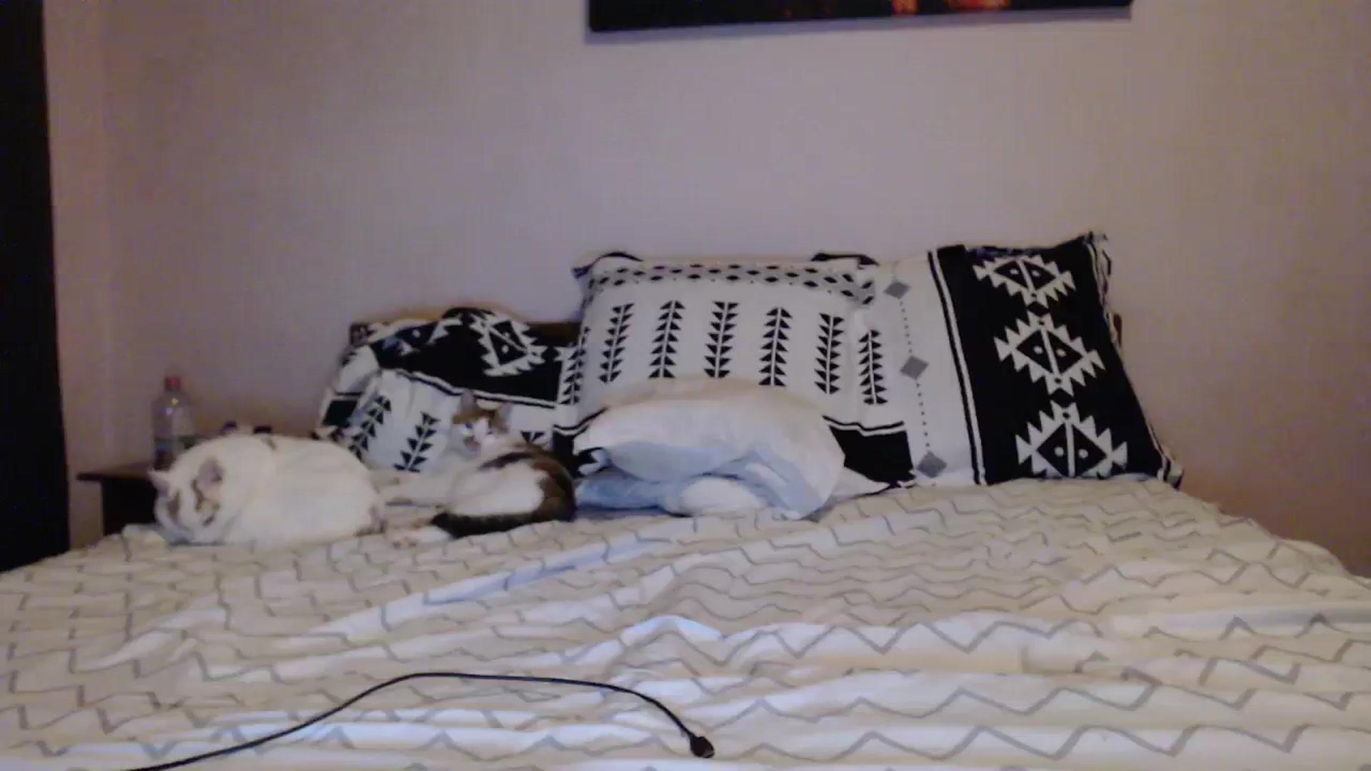 Gallery image thumbnail from Aahh_Emilia's myfreecams stream on, 12/07/2023, 17:12 image 19 of 20