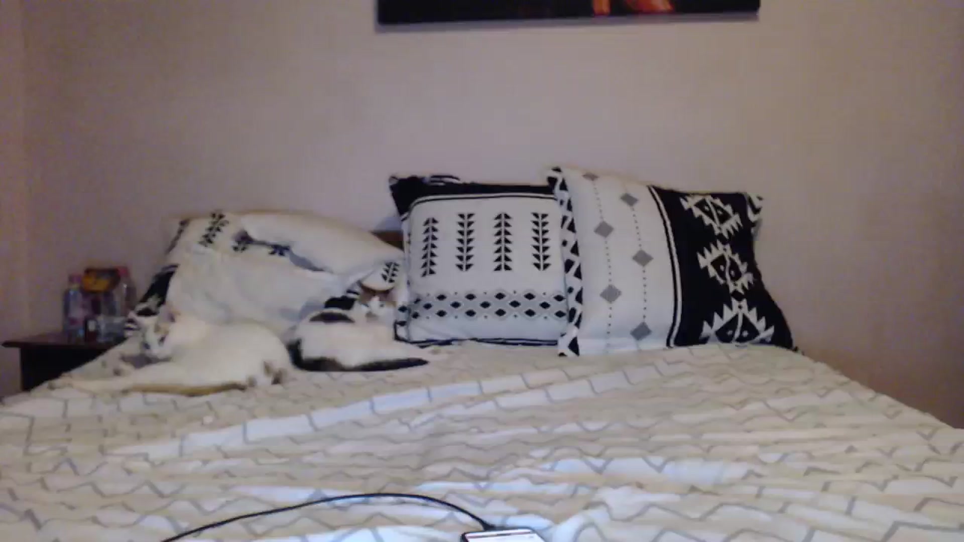 Gallery image thumbnail from Aahh_Emilia's myfreecams stream on, 12/08/2023, 16:22 image 2 of 20