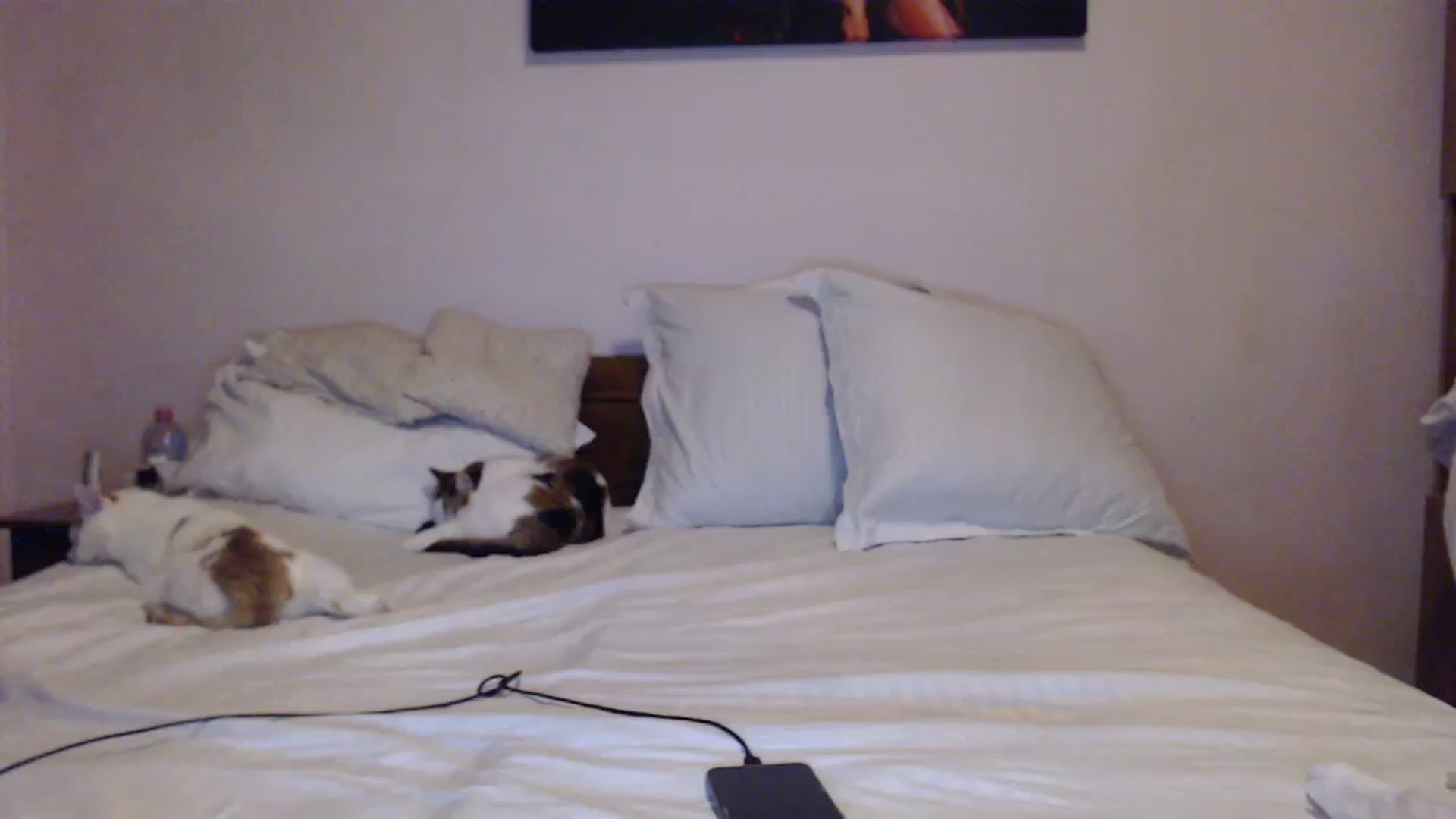 Gallery image thumbnail from Aahh_Emilia's myfreecams stream on, 12/14/2023, 16:40 image 20 of 20