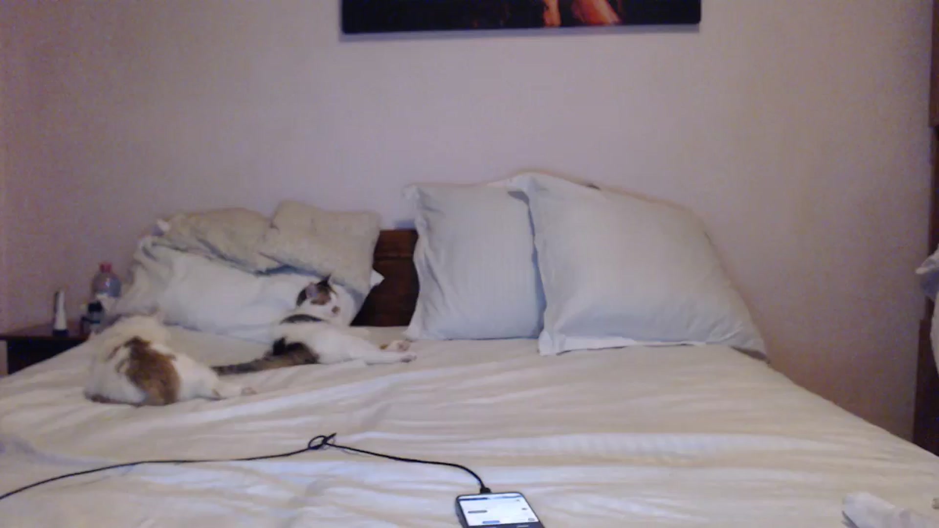 Gallery image thumbnail from Aahh_Emilia's myfreecams stream on, 12/14/2023, 16:40 image 18 of 20