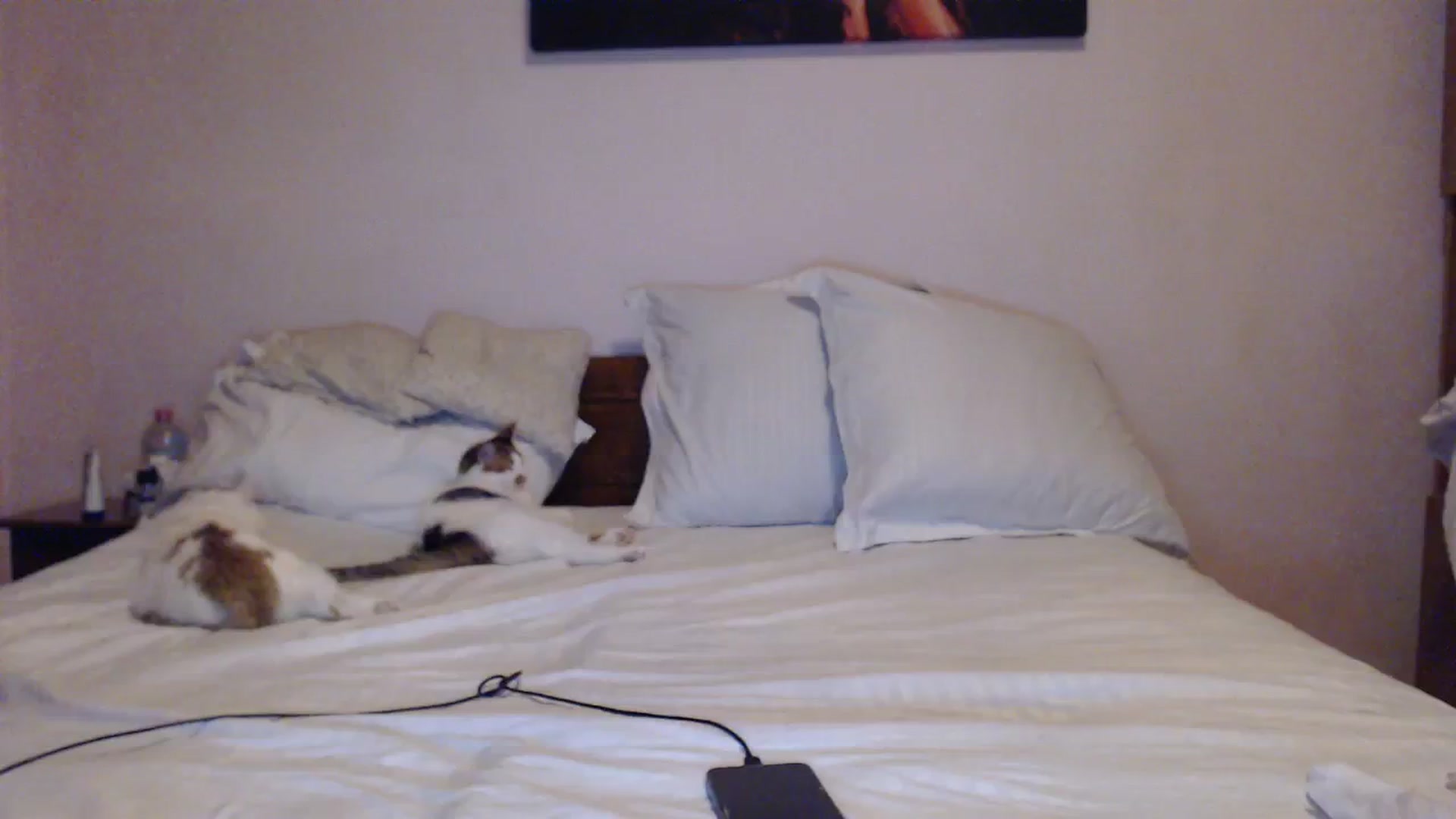 Gallery image thumbnail from Aahh_Emilia's myfreecams stream on, 12/14/2023, 16:40 image 19 of 20