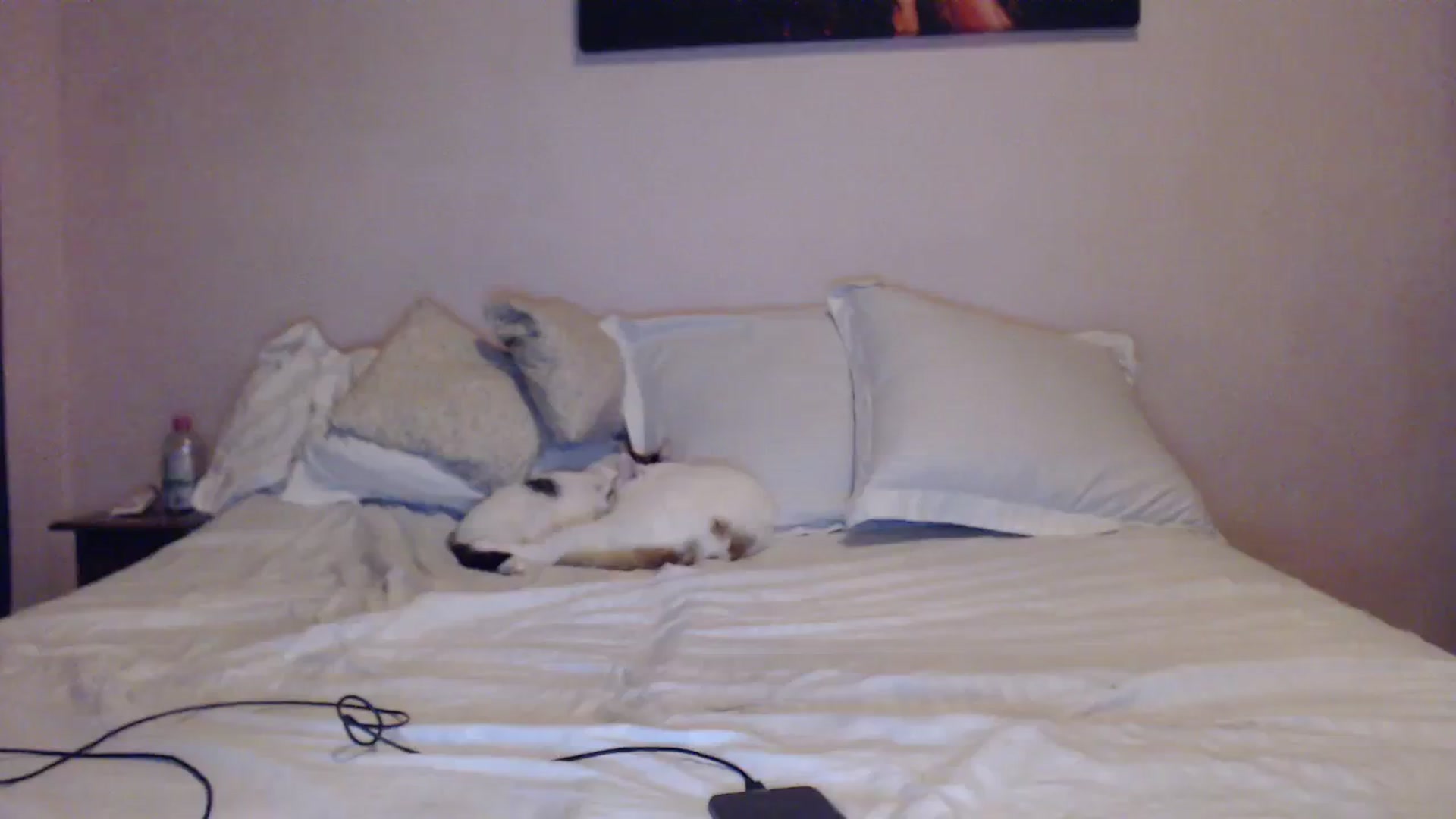 Gallery image thumbnail from Aahh_Emilia's myfreecams stream on, 12/19/2023, 16:51 image 16 of 20