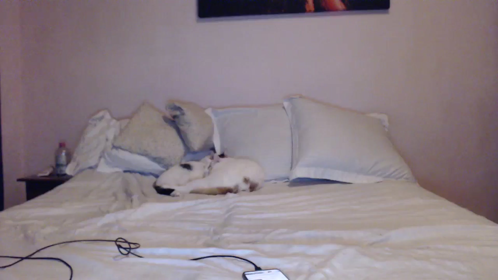 Gallery image thumbnail from Aahh_Emilia's myfreecams stream on, 12/19/2023, 16:51 image 15 of 20