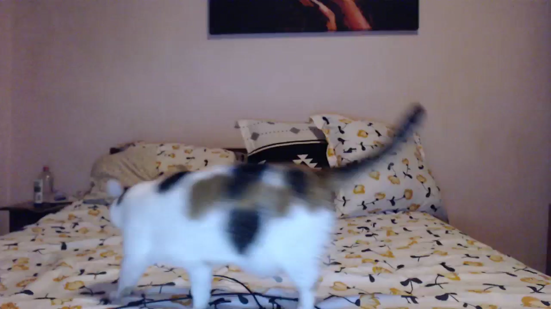 Gallery image thumbnail from Aahh_Emilia's myfreecams stream on, 01/03/2024, 16:26 image 20 of 20