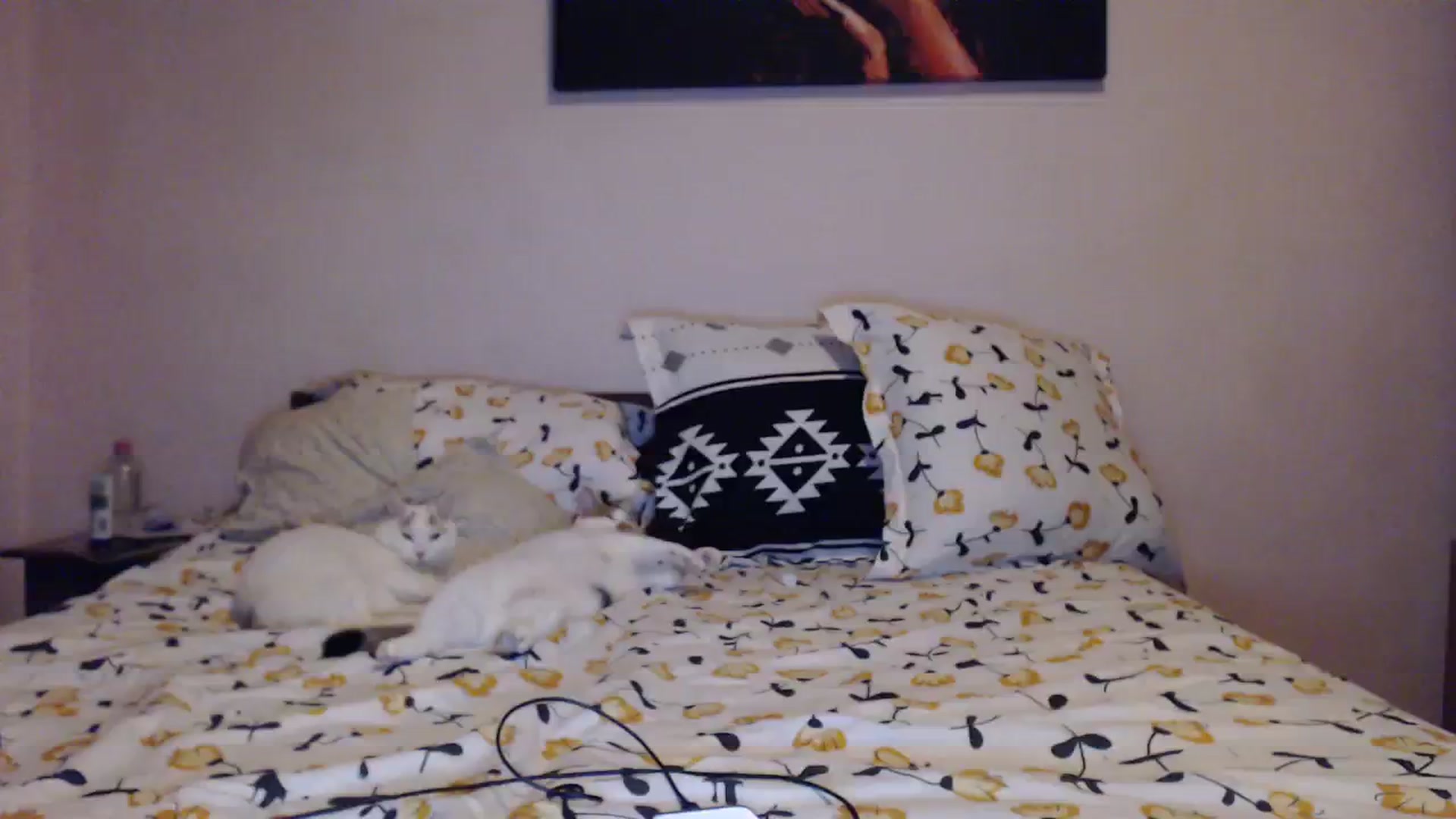 Gallery image thumbnail from Aahh_Emilia's myfreecams stream on, 01/03/2024, 16:26 image 15 of 20