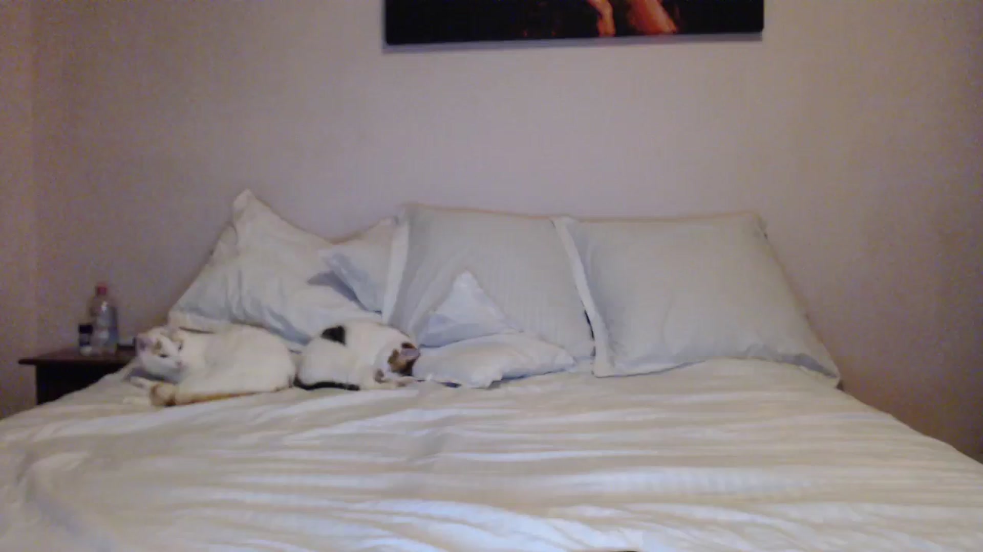 Gallery image thumbnail from Aahh_Emilia's myfreecams stream on, 01/14/2024, 18:40 image 11 of 20