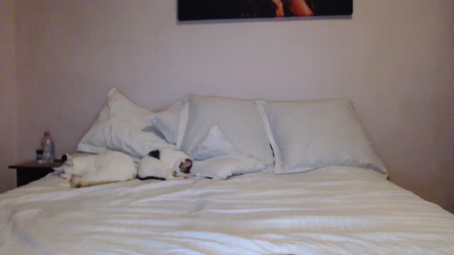 Gallery image thumbnail from Aahh_Emilia's myfreecams stream on, 01/14/2024, 18:40 image 10 of 20