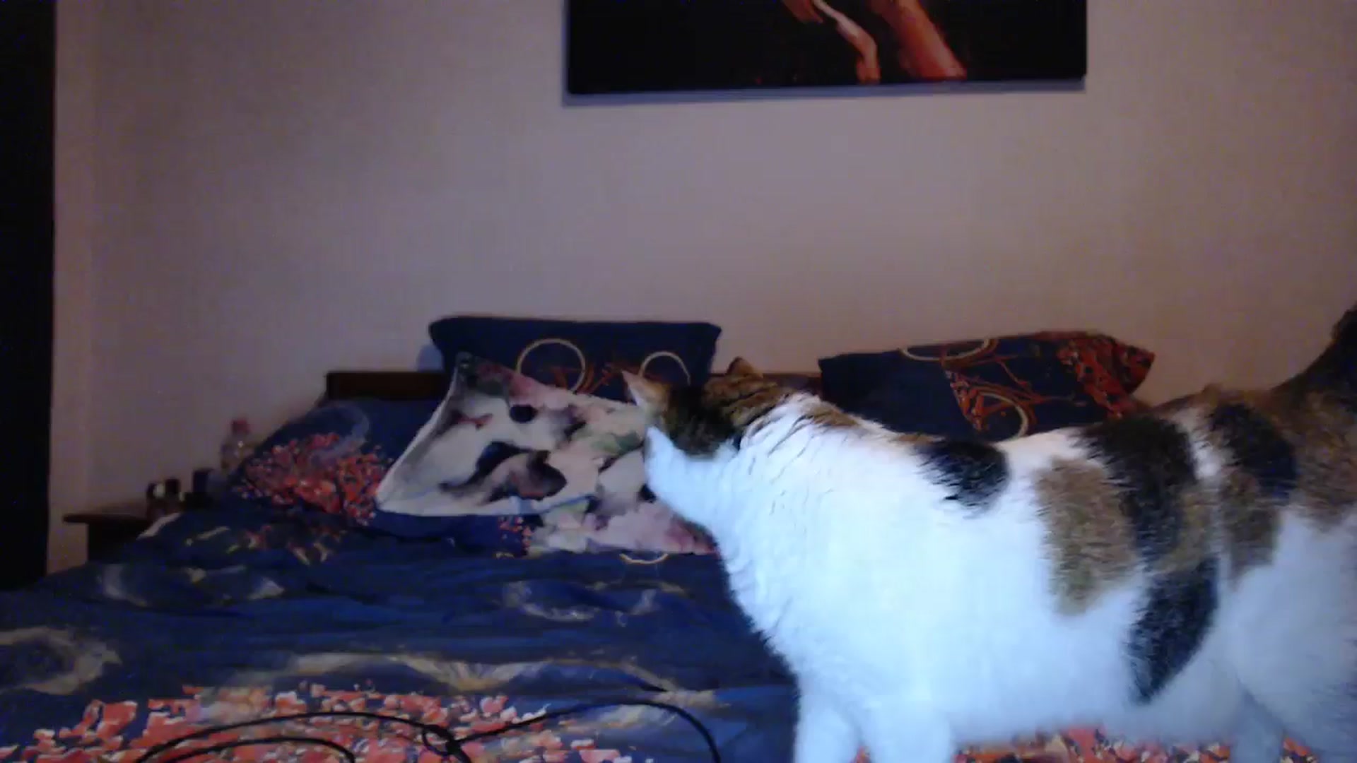 Gallery image thumbnail from Aahh_Emilia's myfreecams stream on, 01/20/2024, 16:29 image 10 of 20