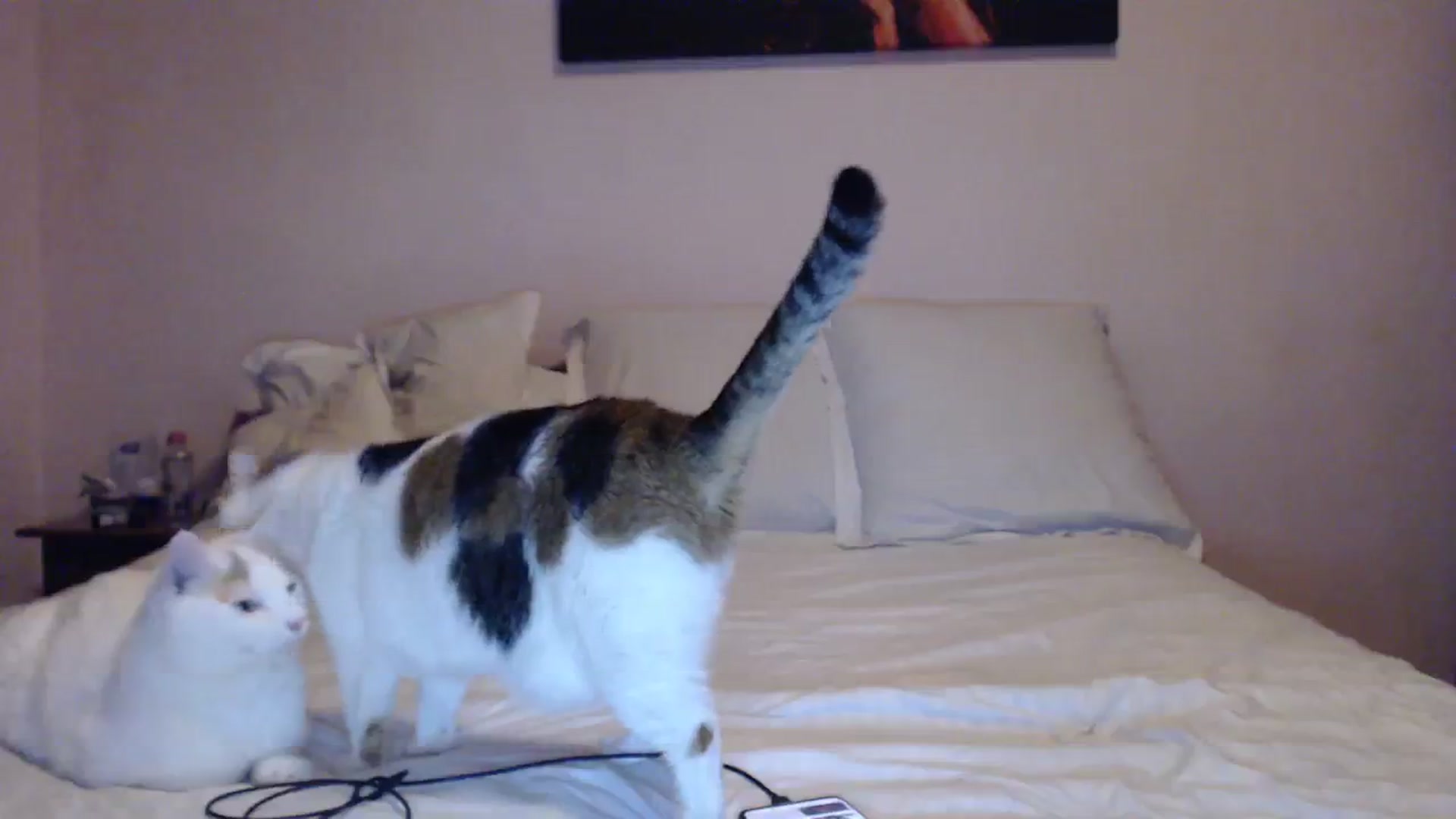 Gallery image thumbnail from Aahh_Emilia's myfreecams stream on, 01/29/2024, 16:02 image 9 of 20