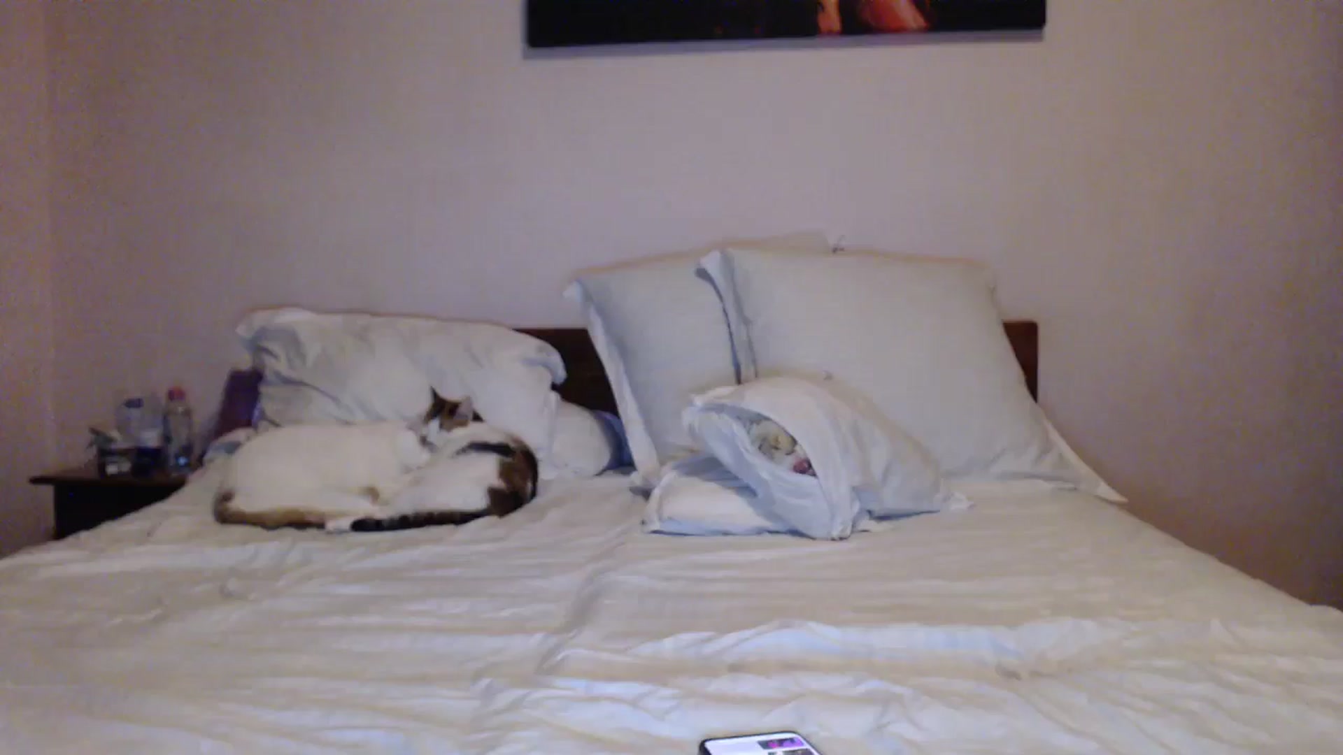 Gallery image thumbnail from Aahh_Emilia's myfreecams stream on, 01/29/2024, 18:30 image 13 of 20