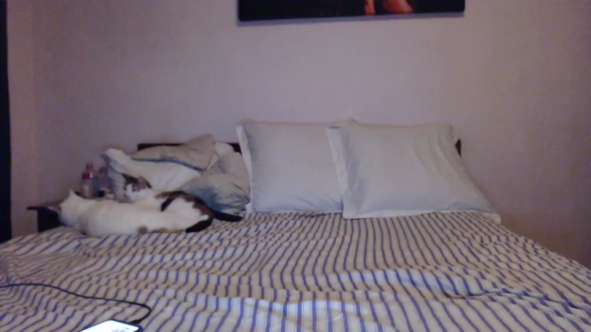 Gallery image thumbnail from Aahh_Emilia's myfreecams stream on, 02/07/2024, 16:29 image 1 of 20