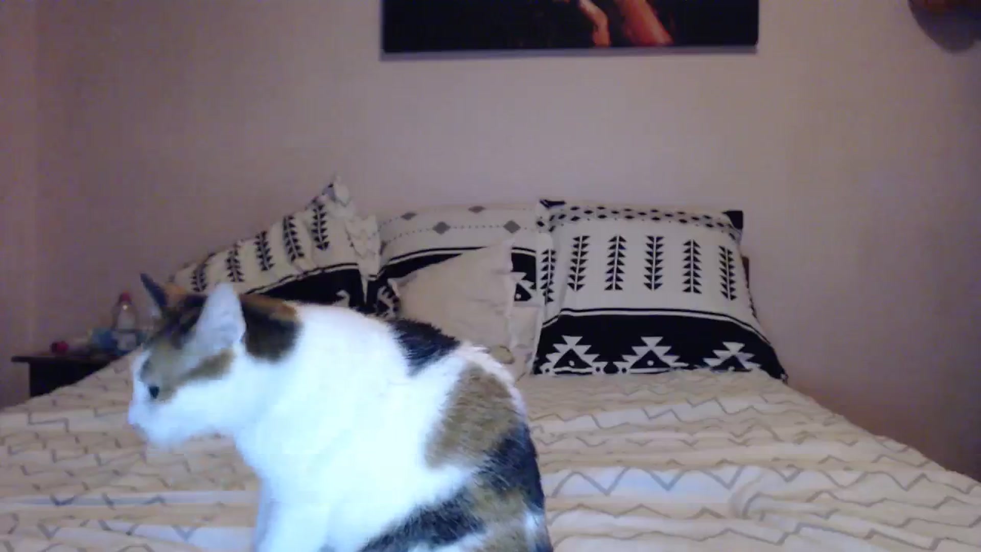 Gallery image thumbnail from Aahh_Emilia's myfreecams stream on, 02/22/2024, 16:38 image 9 of 20