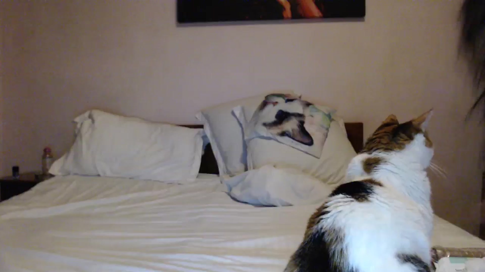 Gallery image thumbnail from Aahh_Emilia's myfreecams stream on, 02/28/2024, 19:22 image 15 of 20